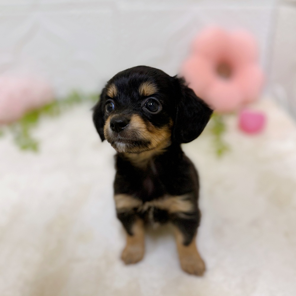 愛知県のチワックス(チワワ×ダックス) (犬の家＆猫の里岡崎店/2026年3月3日生まれ/女の子/ブラックタン)の子犬の4枚目の画像