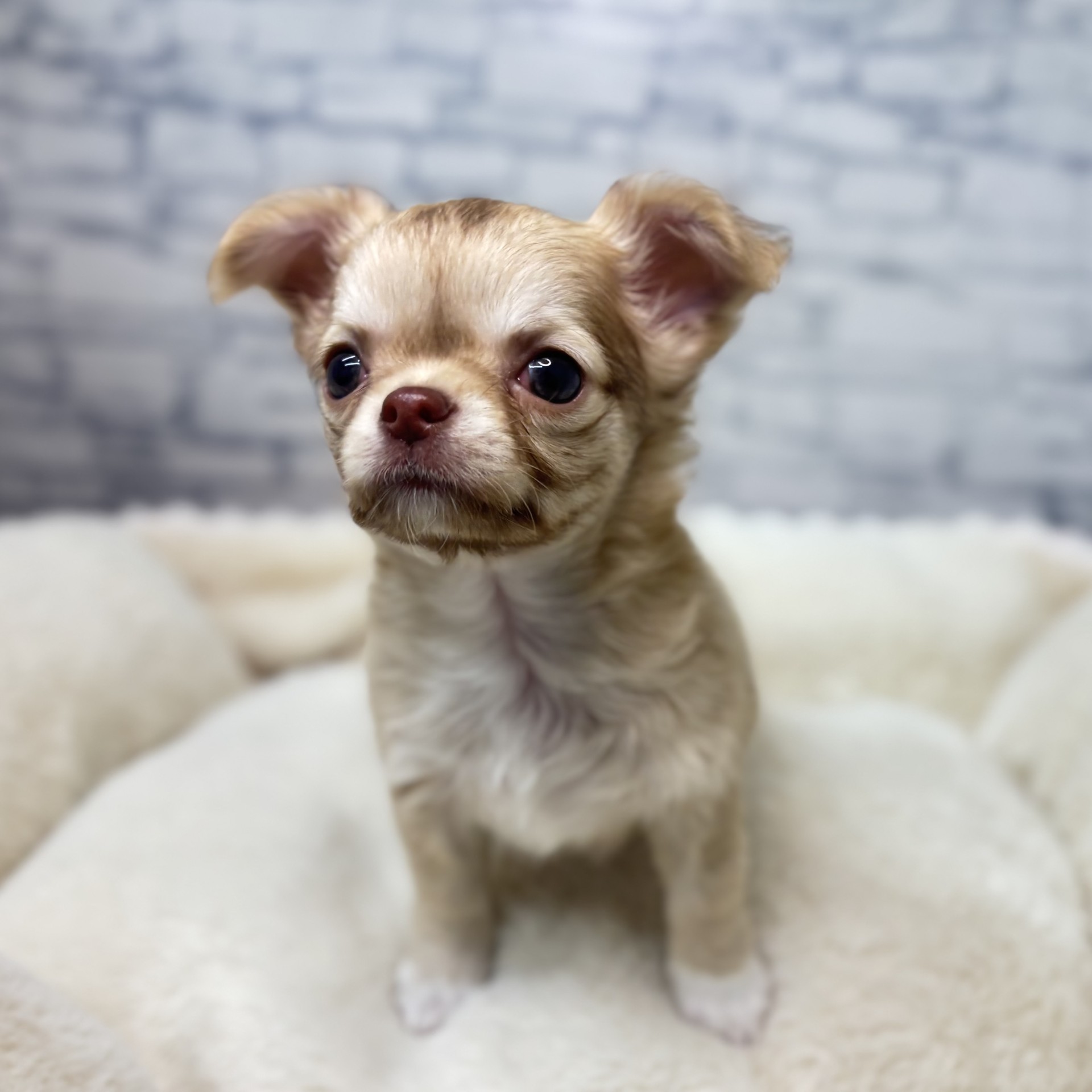 長野県のチワワ(ロング) (犬の家＆猫の里長野店/2026年2月26日生まれ/男の子/フォーン)の子犬の4枚目の画像