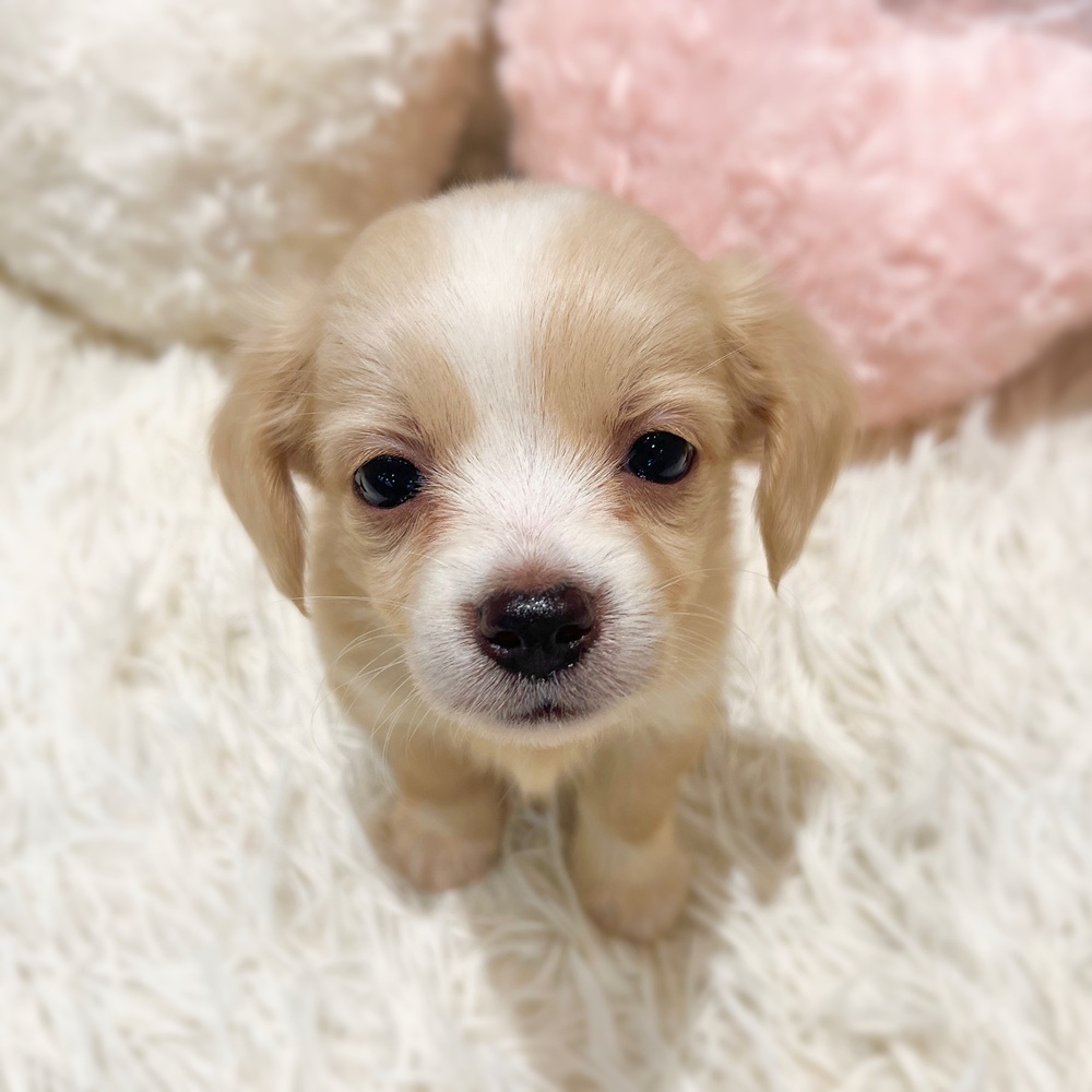 愛知県のチワックス(チワワ×ダックス) (犬の家＆猫の里MiO香久山店/2026年3月3日生まれ/女の子/クリームホワイト)の子犬の4枚目の画像