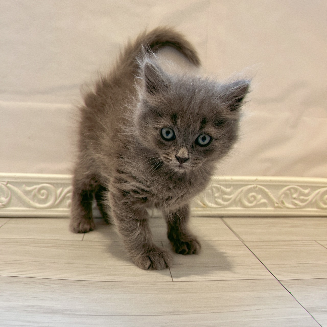 愛知県のサイベリアン (犬の家＆猫の里春日井本店/2026年3月2日生まれ/男の子/ブルー)の子猫の4枚目の画像