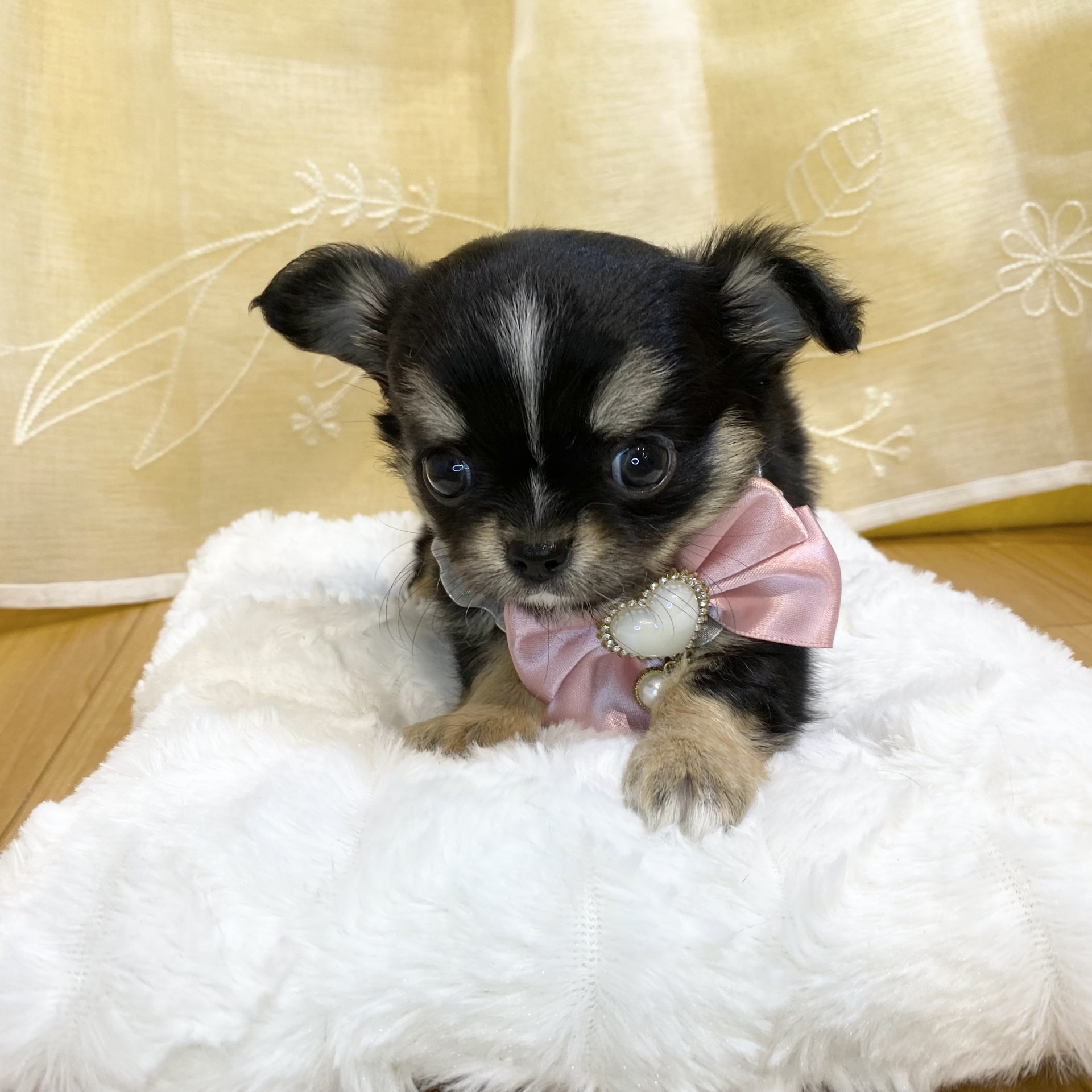 長野県のチワワ(ロング) (犬の家＆猫の里カインズ梓川店/2026年3月2日生まれ/女の子/トライカラー)の子犬の4枚目の画像