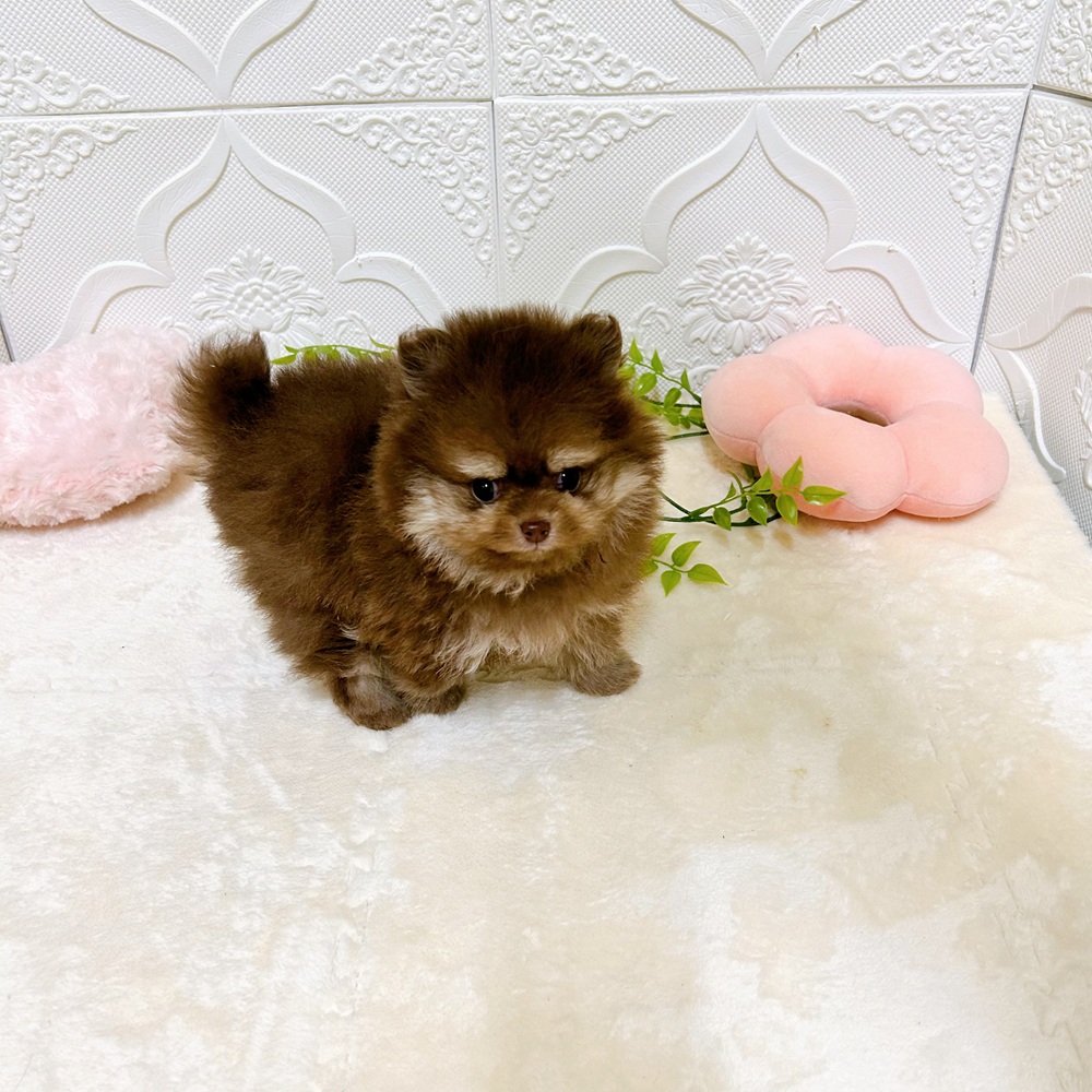 愛知県のポメラニアン (犬の家＆猫の里岡崎店/2026年3月1日生まれ/男の子/チョコレートタン)の子犬の4枚目の画像