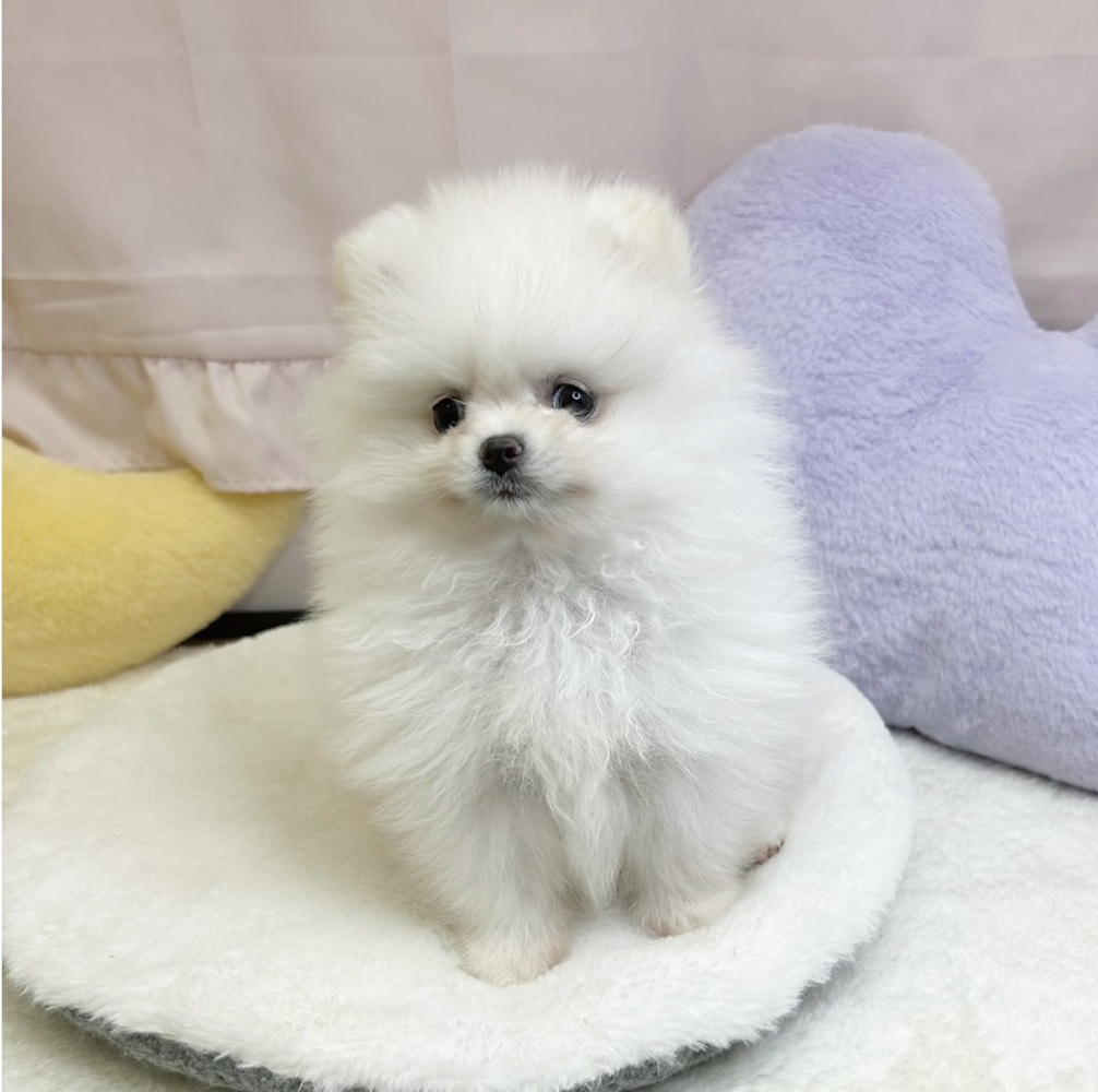 静岡県のポメラニアン (犬の家＆猫の里マークイズ静岡店/2026年3月2日生まれ/女の子/クリーム)の子犬の4枚目の画像