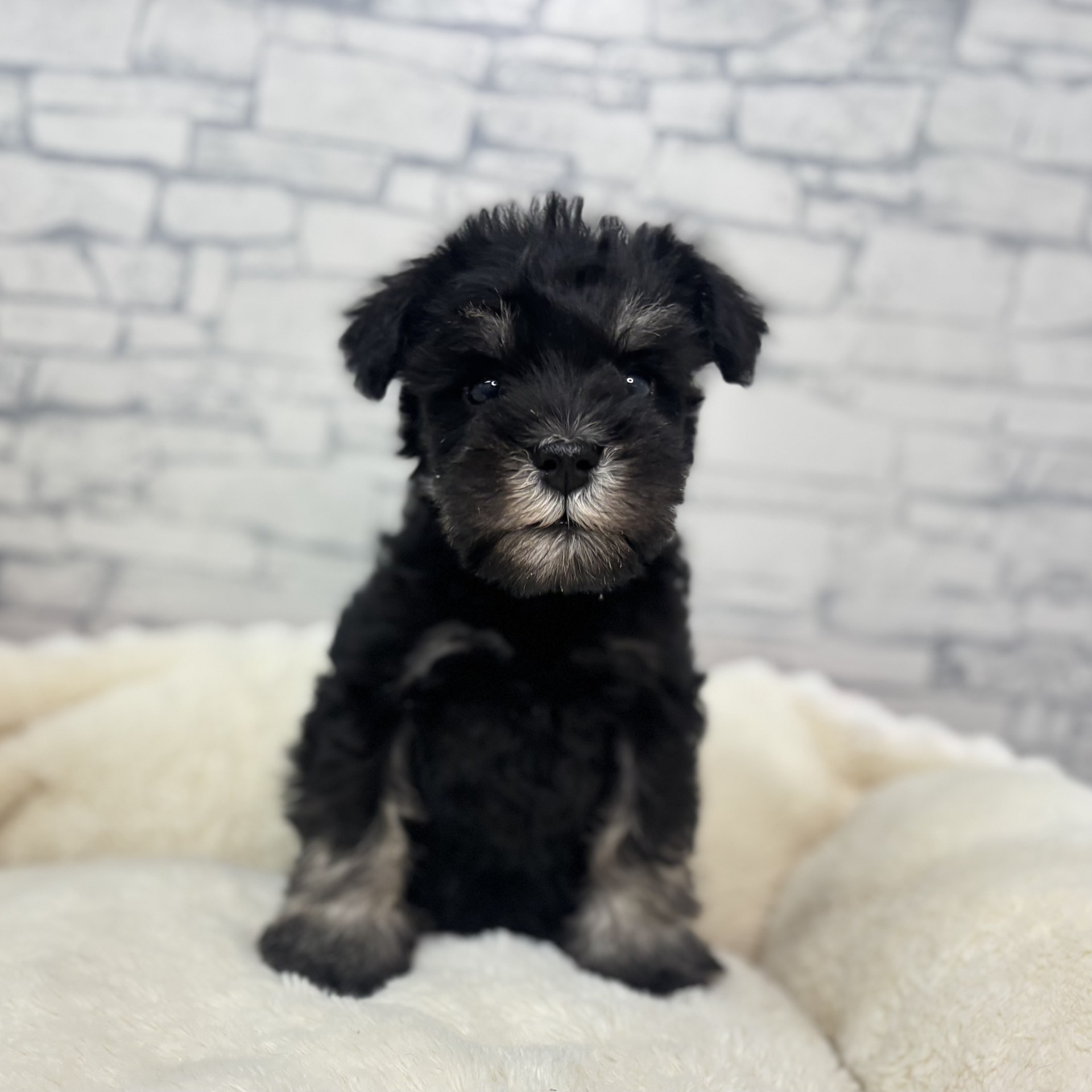 長野県のミニチュアシュナウザー (犬の家＆猫の里長野店/2026年2月28日生まれ/男の子/ブラックシルバー)の子犬の4枚目の画像