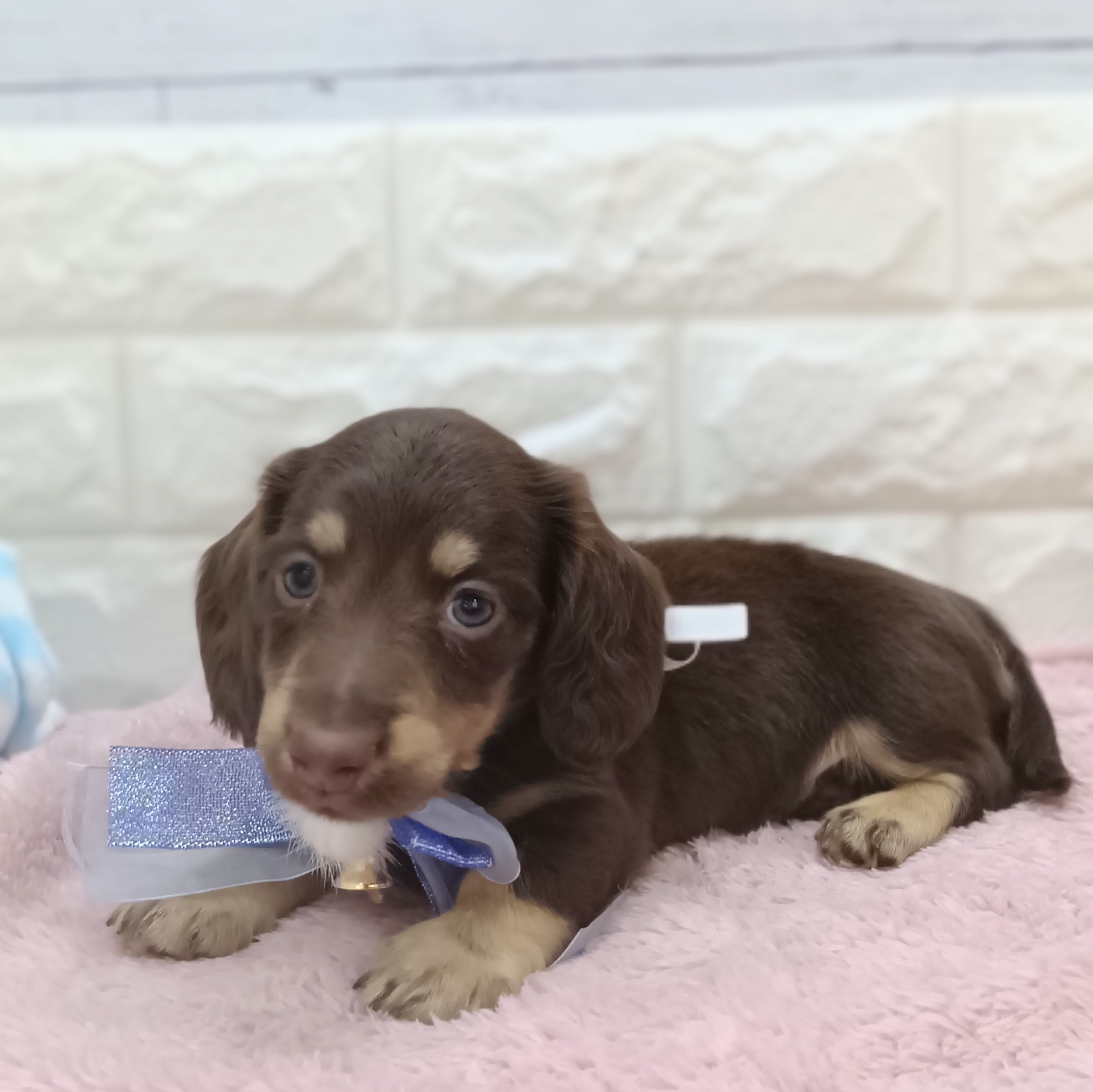 静岡県のミニチュアダックスフンド(ロング) (犬の家＆猫の里アミーゴ浜松和田店/2026年2月27日生まれ/男の子/チョコレートタン)の子犬の4枚目の画像
