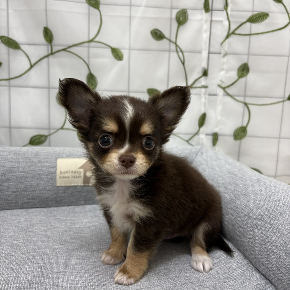 長野県のチワワ(ロング) (犬の家＆猫の里塩尻店/2026年3月3日生まれ/男の子/チョコレートタンホワイト)の子犬の4枚目の画像