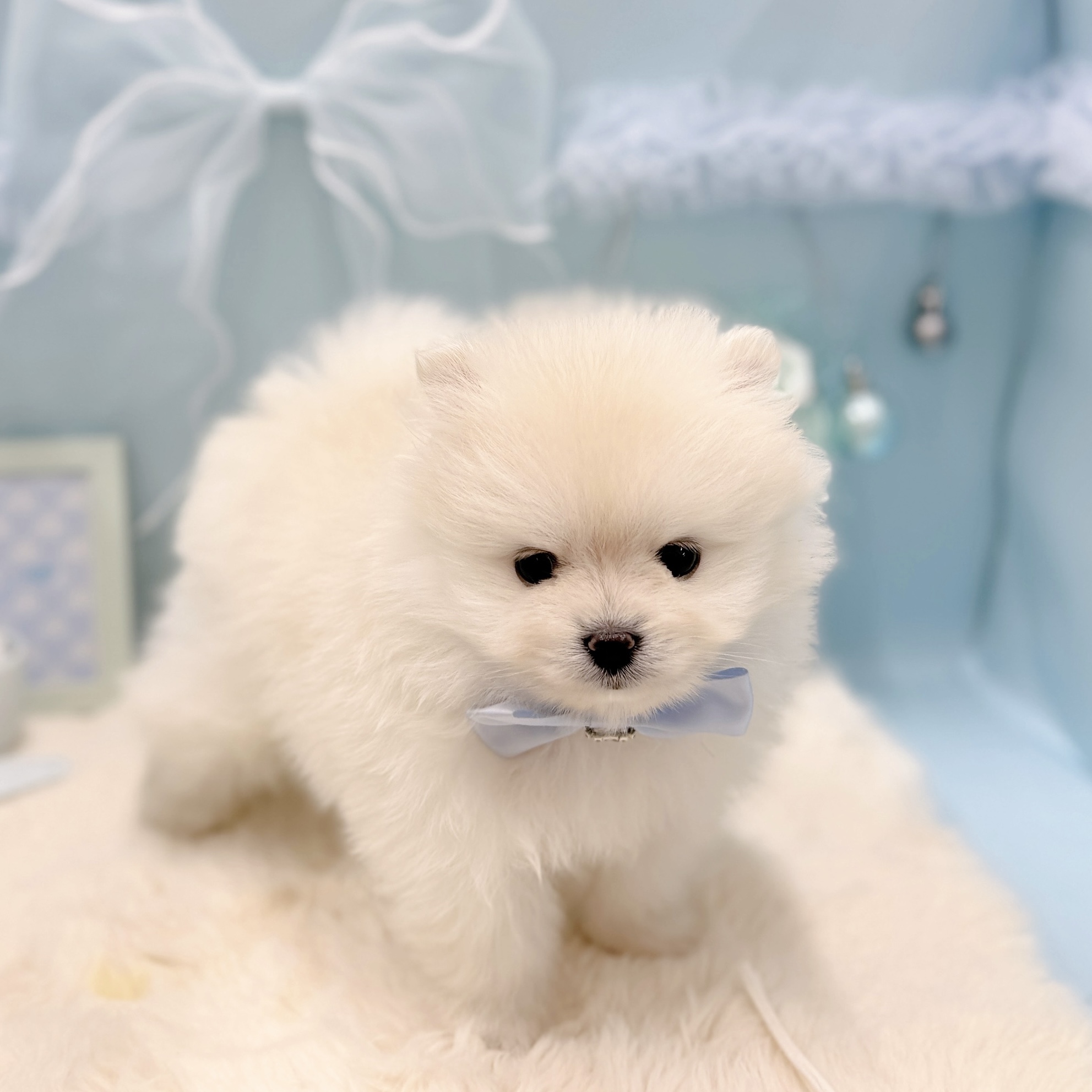 福井県のポメラニアン (犬の家＆猫の里アミーゴ福井大和田店/2026年3月1日生まれ/男の子/クリーム)の子犬の4枚目の画像