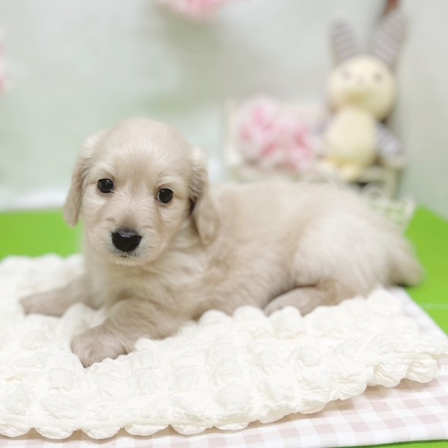 静岡県のミニチュアダックスフンド(ロング) (犬の家＆猫の里藤枝店/2026年3月1日生まれ/男の子/イエロー)の子犬の4枚目の画像