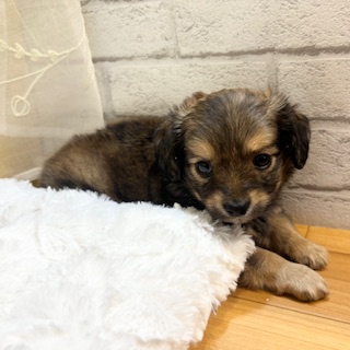 長野県のチワックス(チワワ×ダックス) (犬の家＆猫の里カインズ梓川店/2026年3月2日生まれ/男の子/レッド)の子犬の4枚目の画像