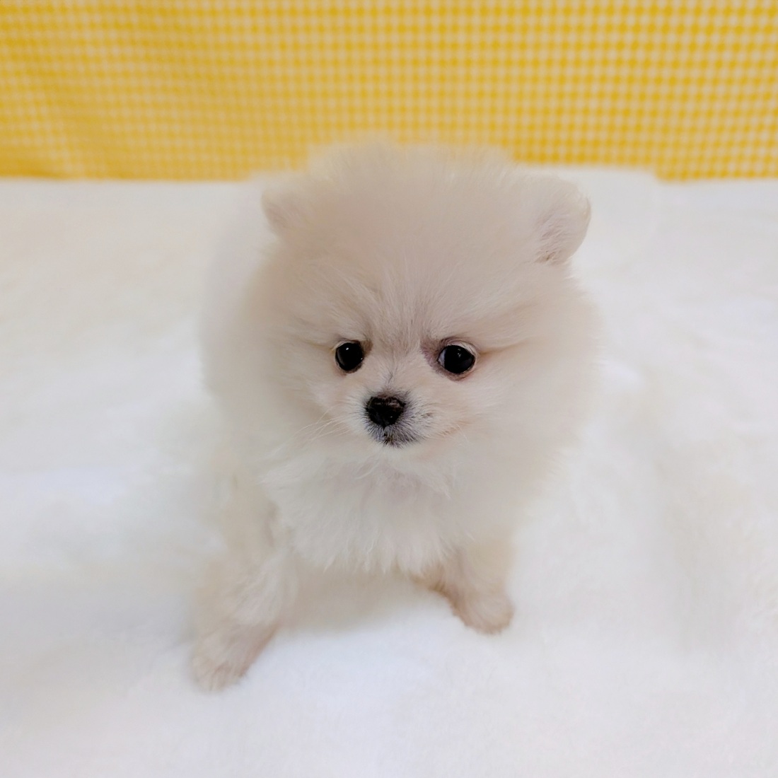 愛知県のポメラニアン (犬の家＆猫の里一宮店/2026年3月2日生まれ/女の子/クリーム)の子犬の4枚目の画像