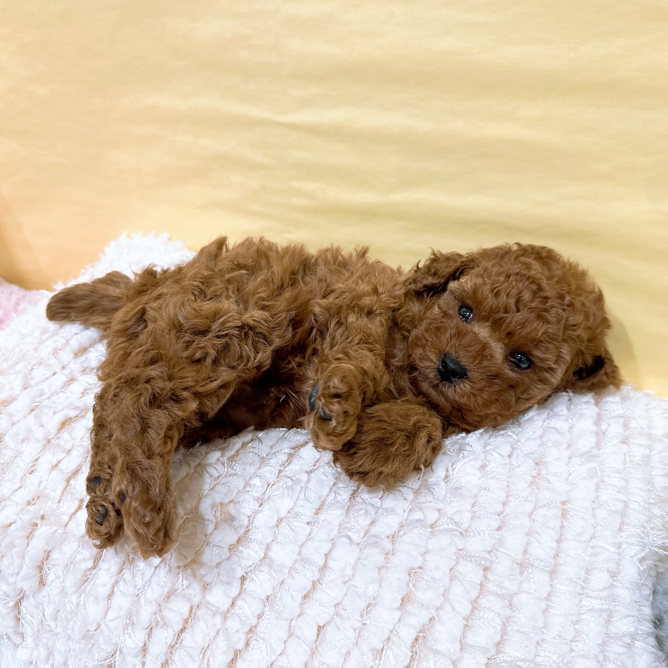 神奈川県のトイプードル(トイ) (犬の家＆猫の里元住吉ブレーメン通り店/2026年3月1日生まれ/男の子/レッド)の子犬の4枚目の画像