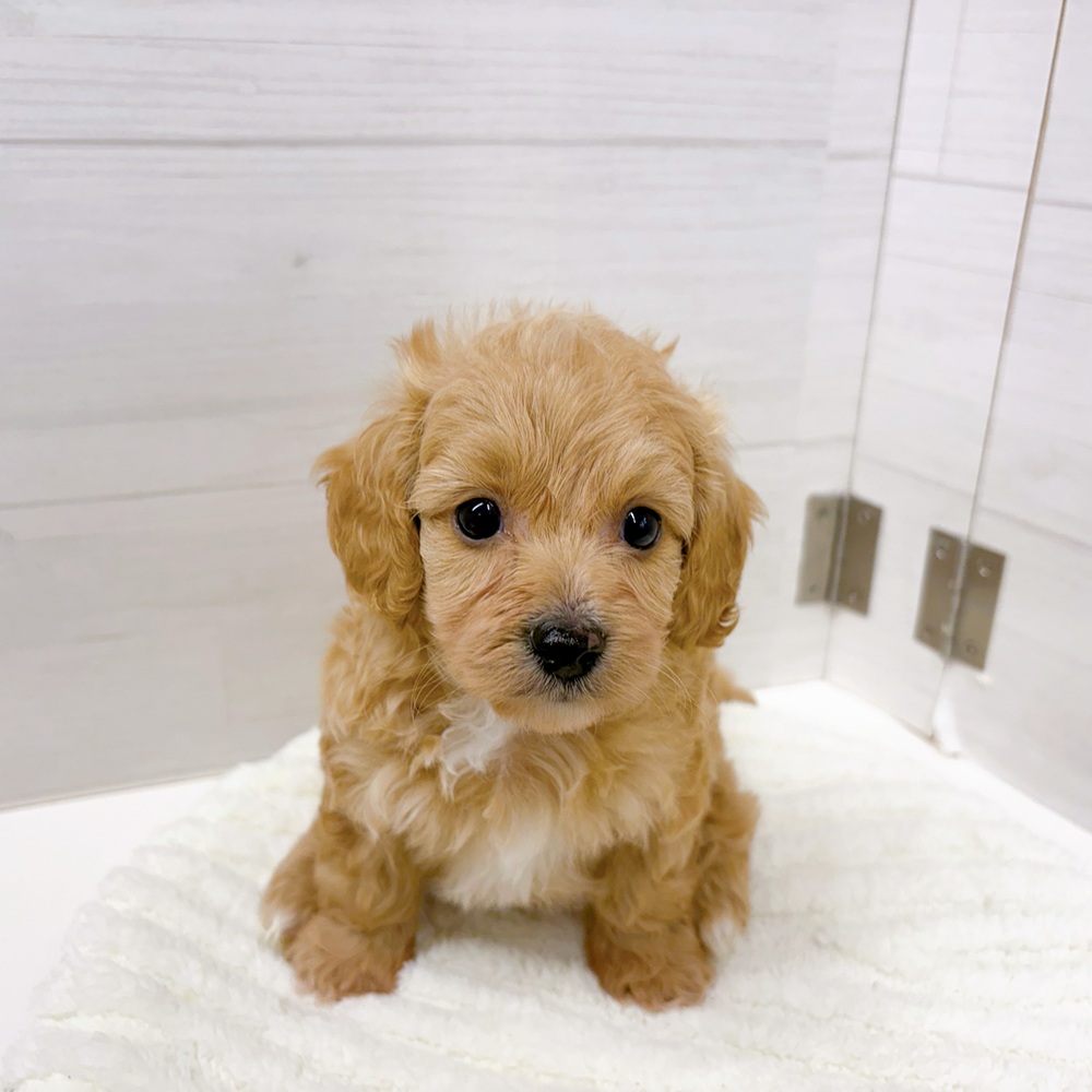 石川県のダップー(ダックス×プードル) (犬の家＆猫の里アミーゴ金沢おこばた店/2026年3月3日生まれ/男の子/レッド)の子犬の4枚目の画像