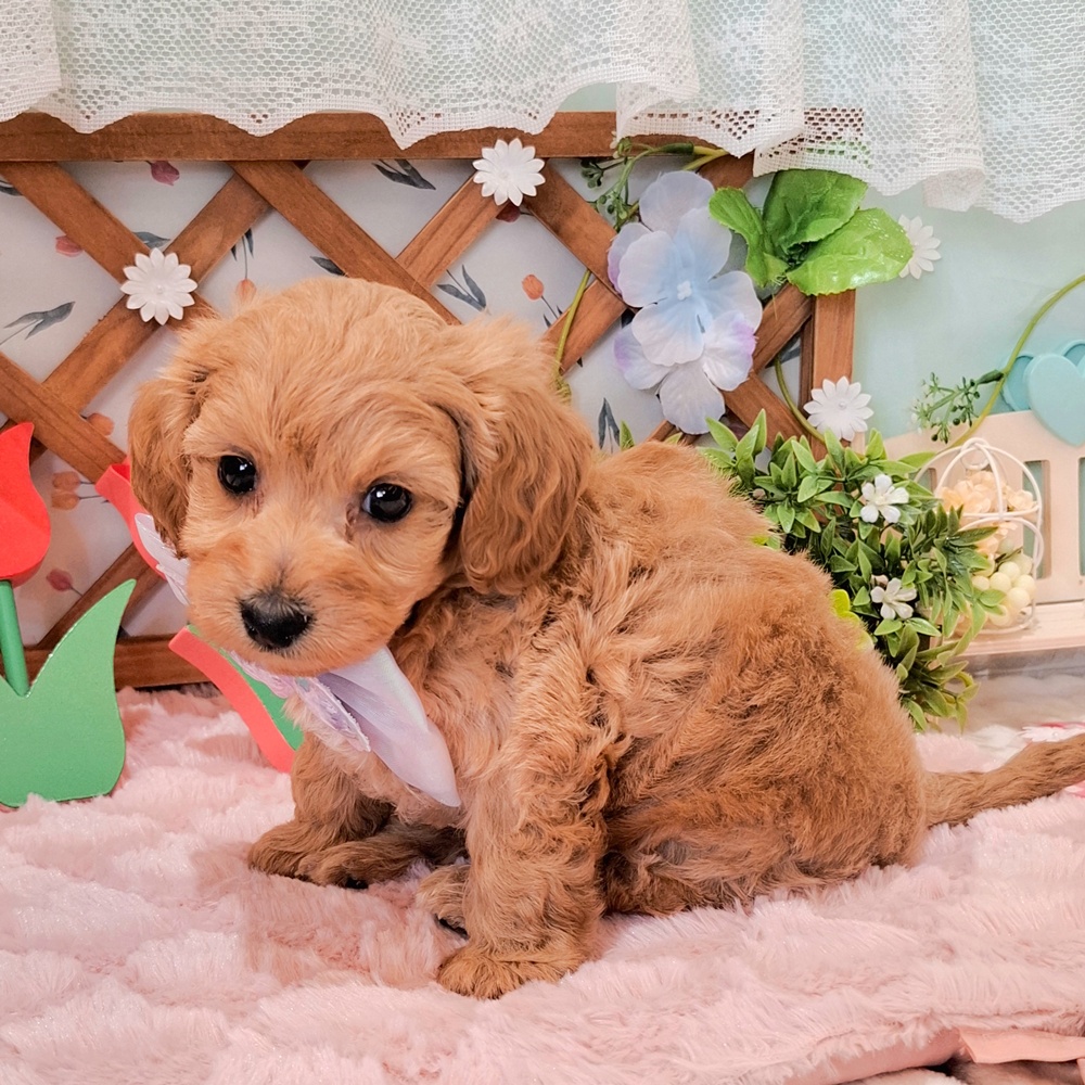 静岡県のダップー(ダックス×プードル) (犬の家＆猫の里富士店/2026年3月3日生まれ/男の子/レッド)の子犬の4枚目の画像