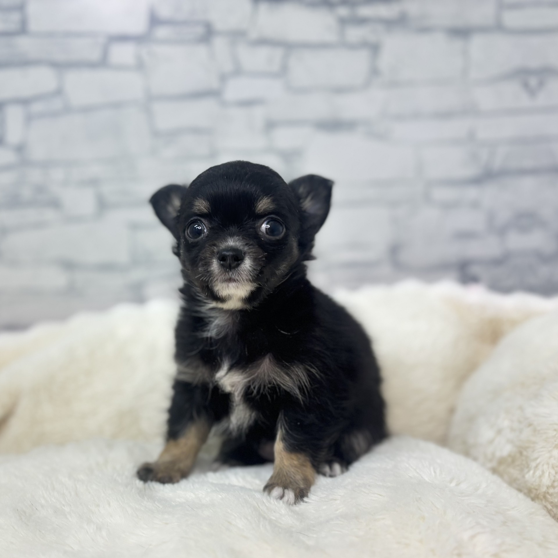 チワワ（ロング）女の子の写真