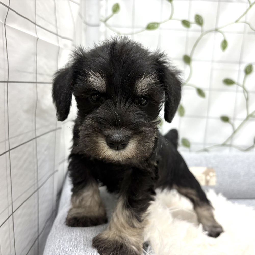 長野県のミニチュアシュナウザー (犬の家＆猫の里塩尻店/2026年3月1日生まれ/男の子/ブラックシルバー)の子犬の4枚目の画像
