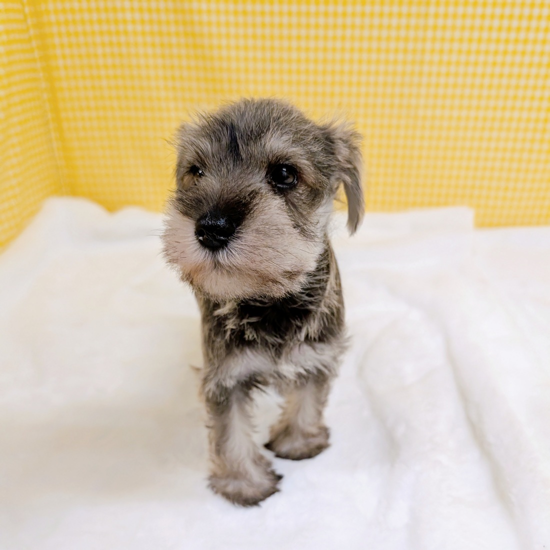 愛知県のミニチュアシュナウザー (犬の家＆猫の里一宮店/2026年3月3日生まれ/男の子/ソルトペッパー)の子犬の4枚目の画像