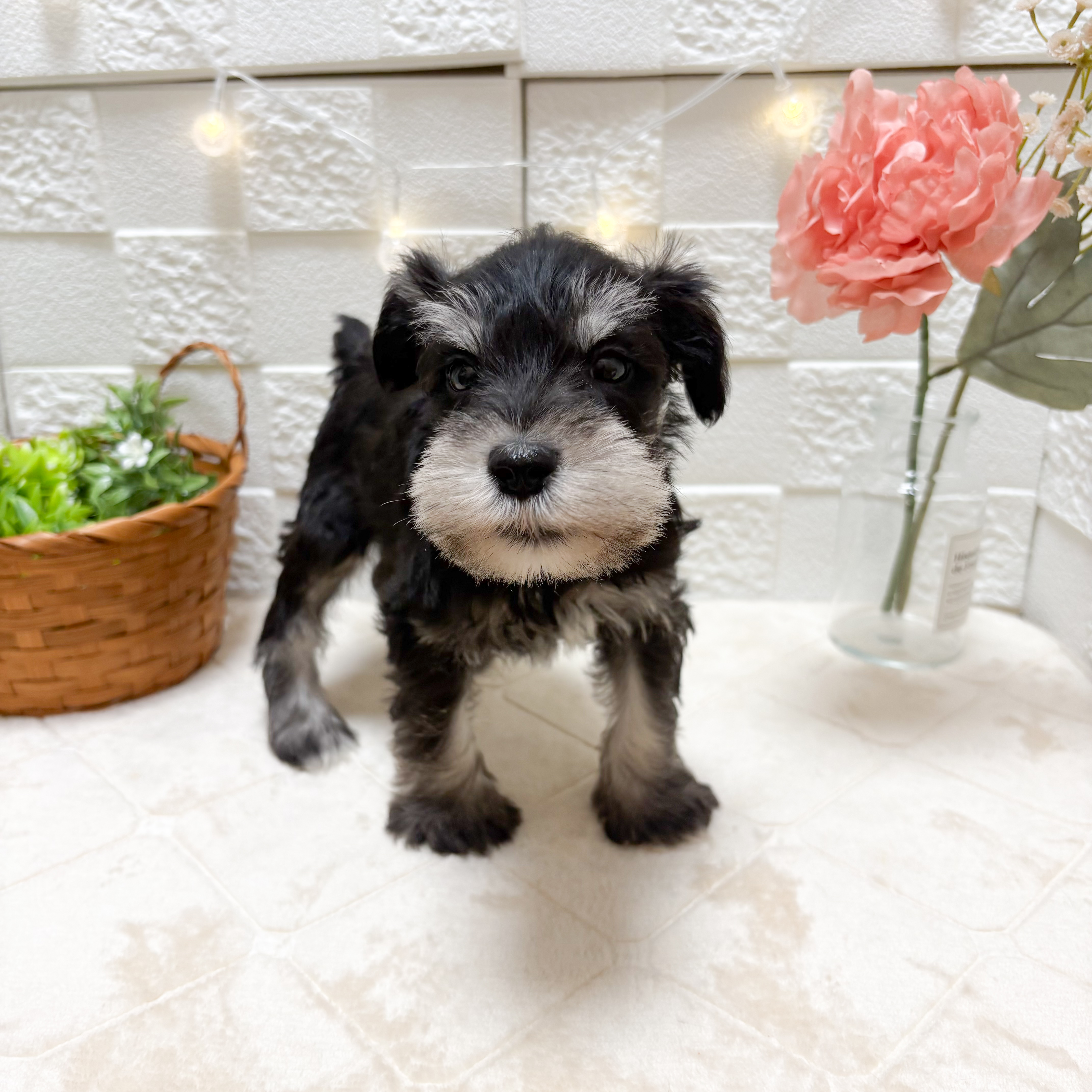 東京都のミニチュアシュナウザー (犬の家＆猫の里ペットフォレスト小平店/2026年3月3日生まれ/男の子/ブラックシルバー)の子犬の4枚目の画像