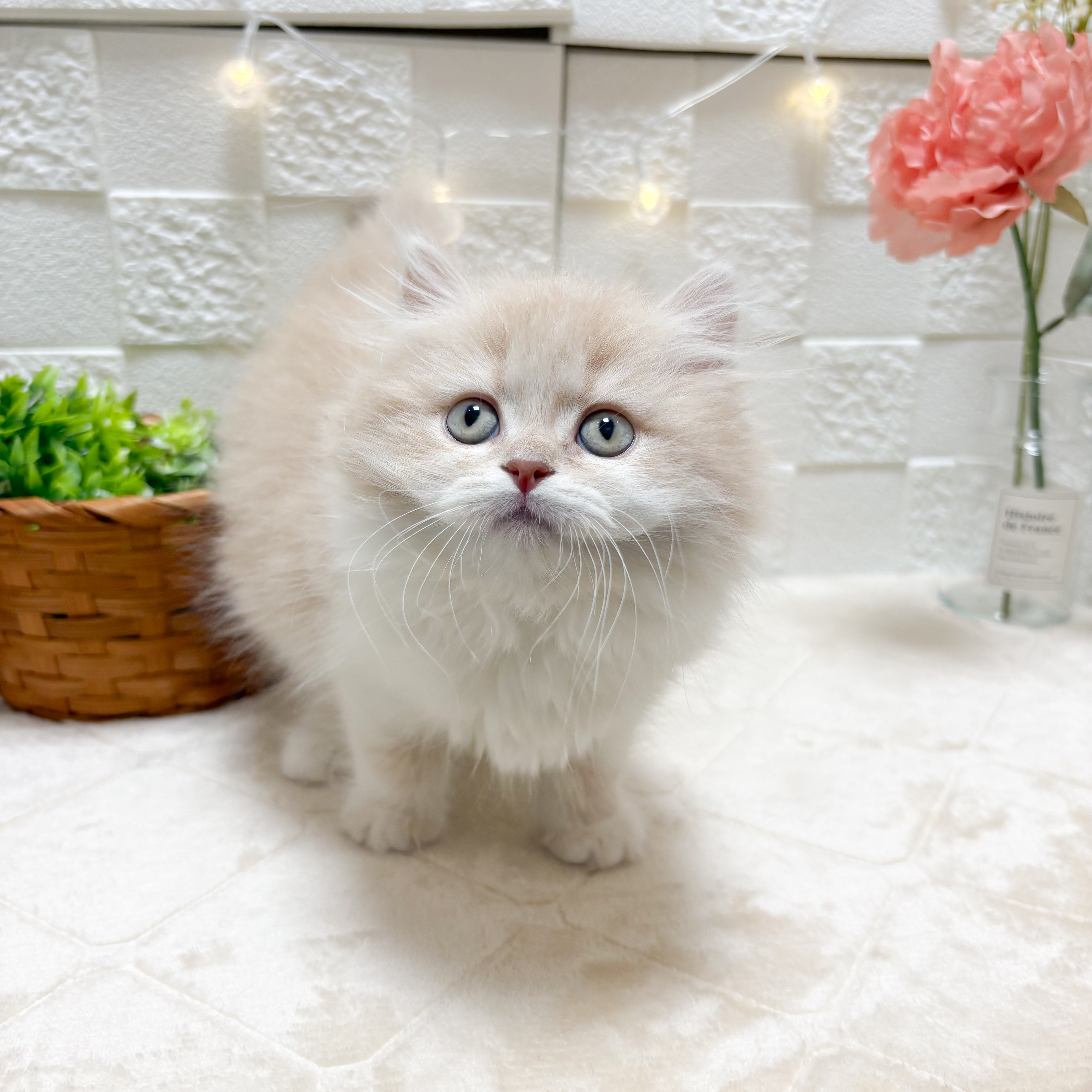 東京都のマンチカン (犬の家＆猫の里ペットフォレスト小平店/2026年2月27日生まれ/女の子/クリームタビーホワイト)の子猫の4枚目の画像