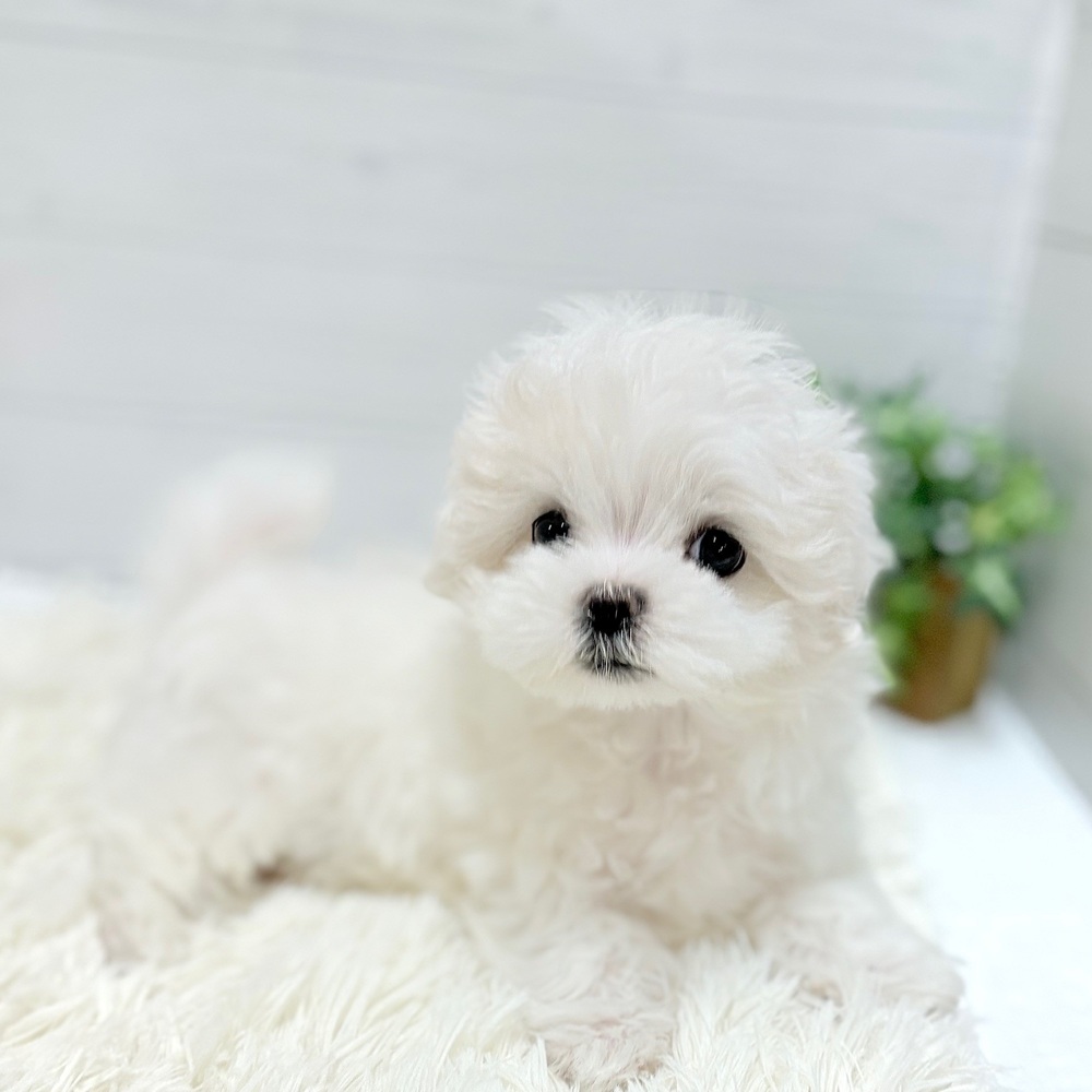 愛知県のマルチーズ (犬の家＆猫の里豊田店/2026年3月3日生まれ/女の子/ホワイト)の子犬の4枚目の画像