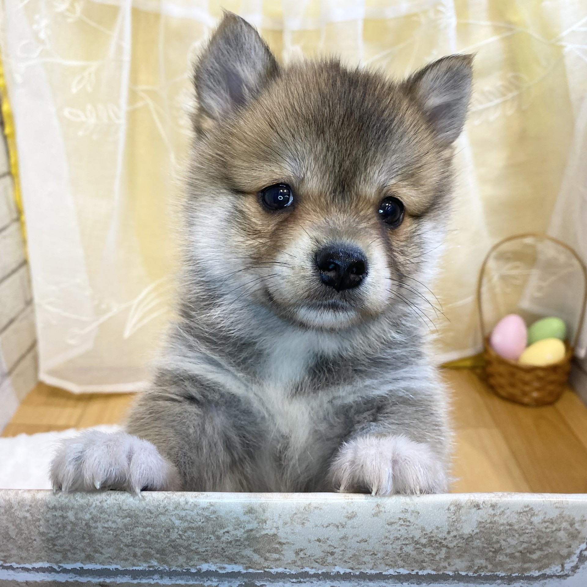 長野県のポメ柴/豆ポメ/ポメ豆柴(ポメラニアン×柴犬) (犬の家＆猫の里カインズ梓川店/2026年3月2日生まれ/女の子/赤)の子犬の4枚目の画像