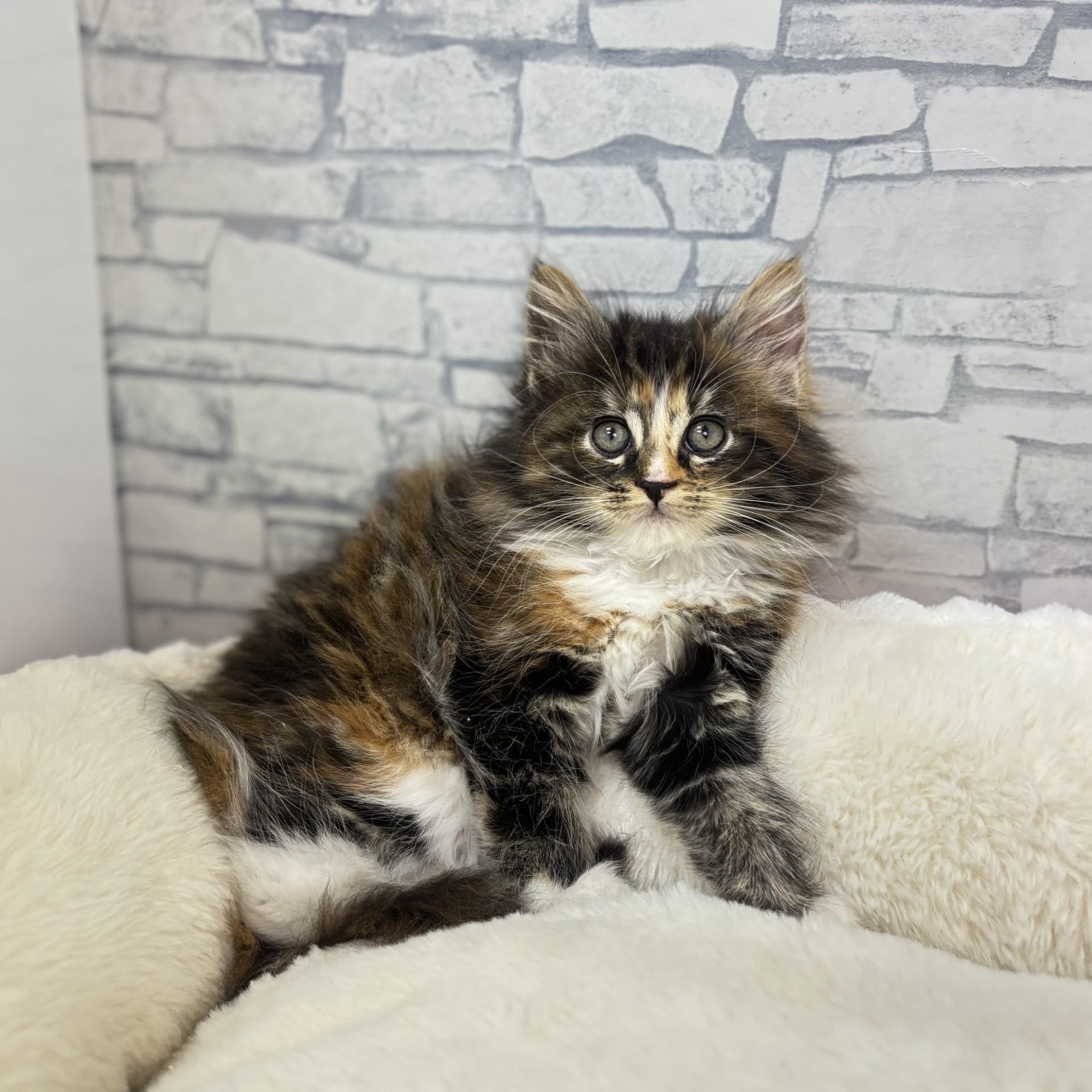 長野県のノルウェージャンフォレストキャット (犬の家＆猫の里長野店/2026年3月2日生まれ/女の子/ブラウンパッチドタビーホワイト)の子猫の4枚目の画像