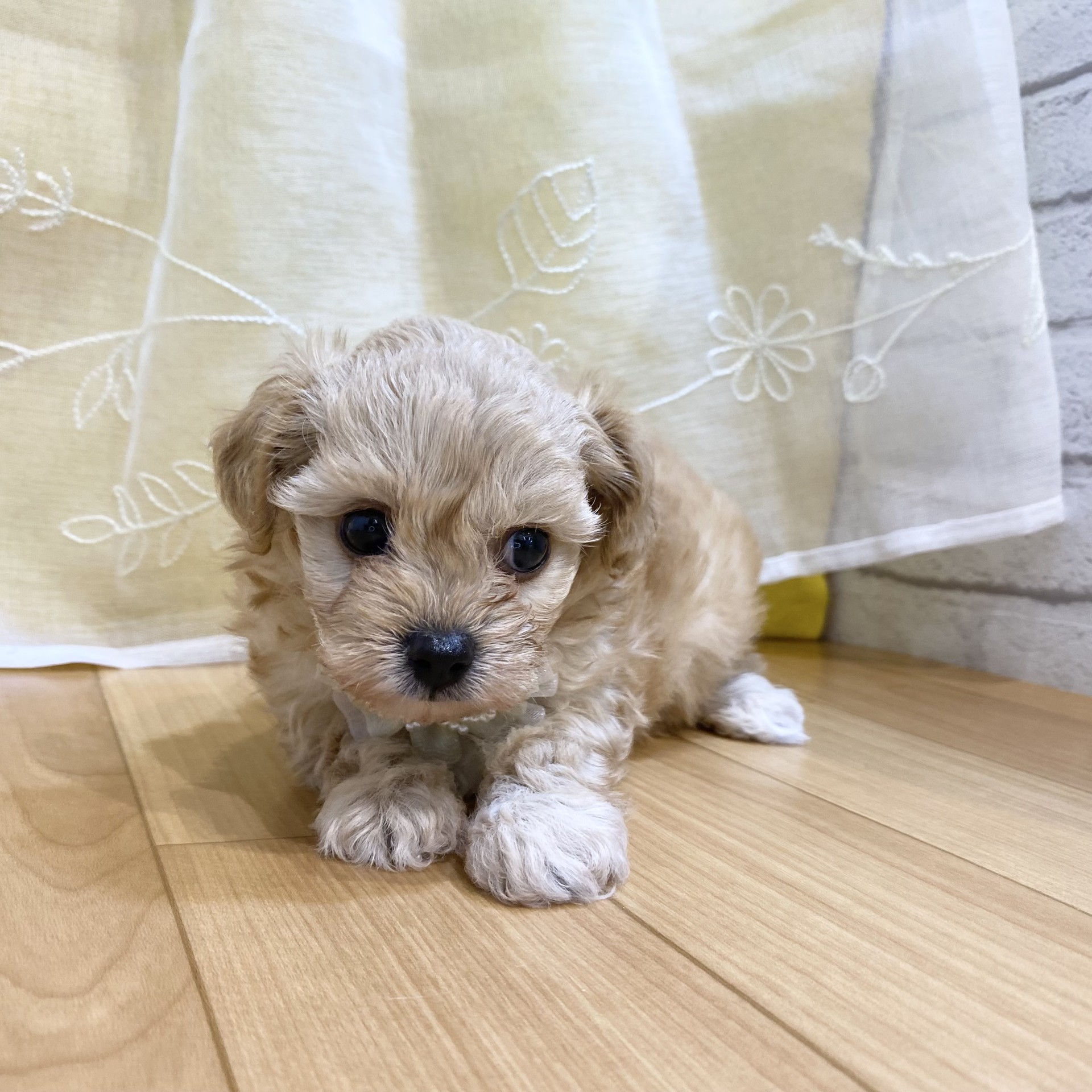 長野県のチワプー/プーチー(チワワ×プードル) (犬の家＆猫の里カインズ梓川店/2026年3月1日生まれ/女の子/クリーム)の子犬の4枚目の画像