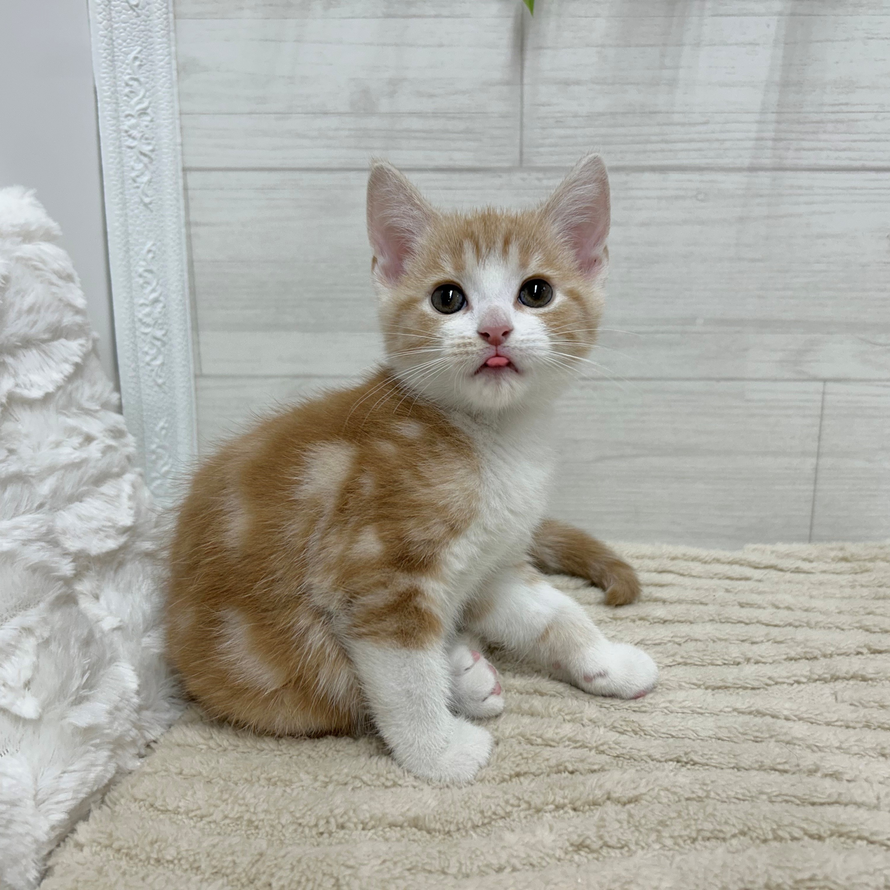 神奈川県のマンチカン (犬の家＆猫の里相模原店/2026年2月25日生まれ/男の子/クリームタビーホワイト)の子猫の4枚目の画像