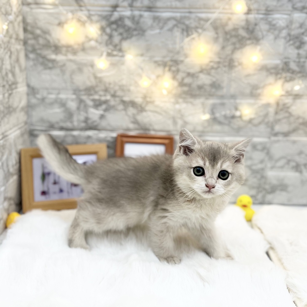 静岡県のブリティッシュショートヘアー (犬の家＆猫の里MEGAドン・キホーテ袋井店/2026年2月26日生まれ/女の子/ブルーゴールデン)の子猫の4枚目の画像