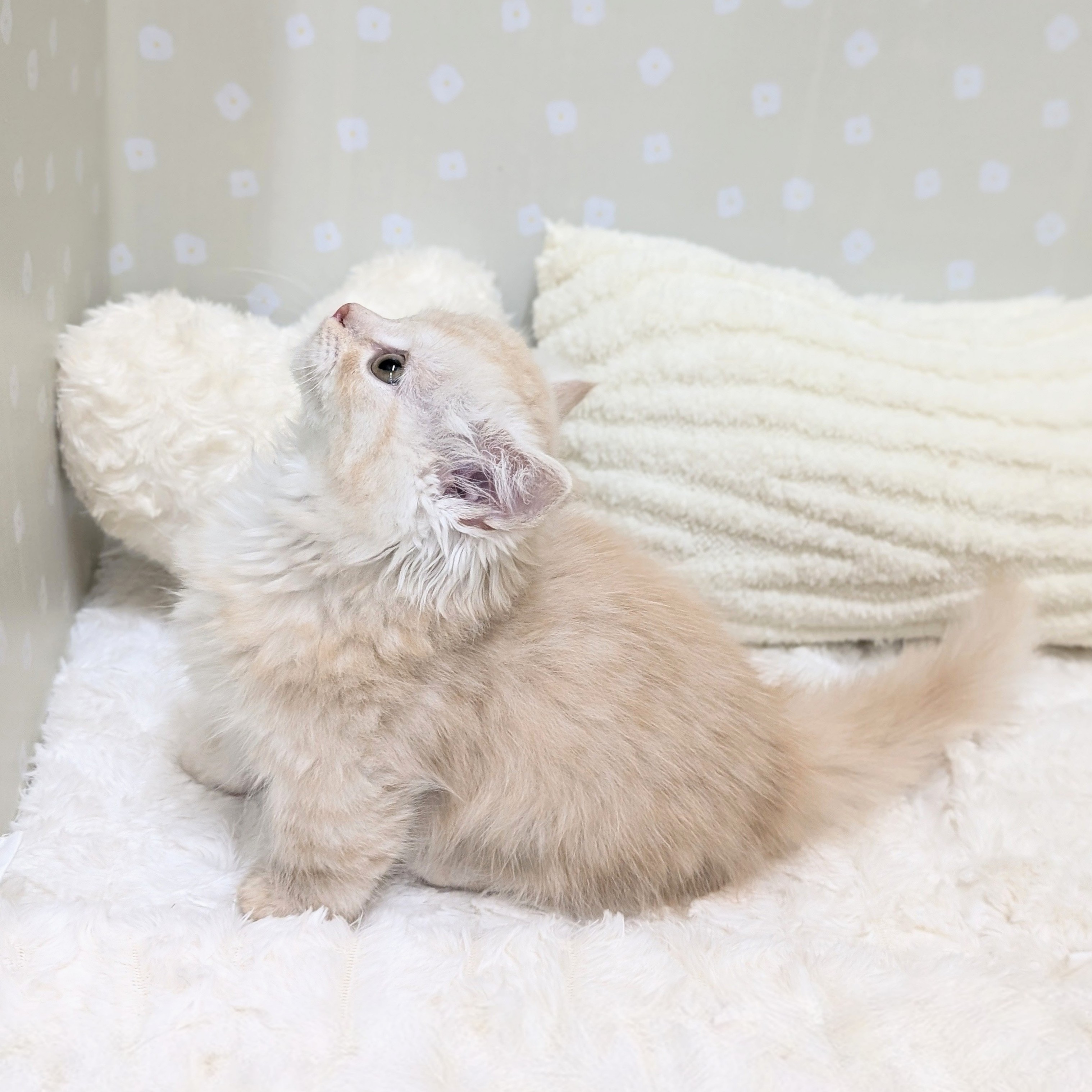 愛知県のマンチカン (犬の家＆猫の里安城店/2026年2月26日生まれ/男の子/シェルクリーム)の子猫の4枚目の画像