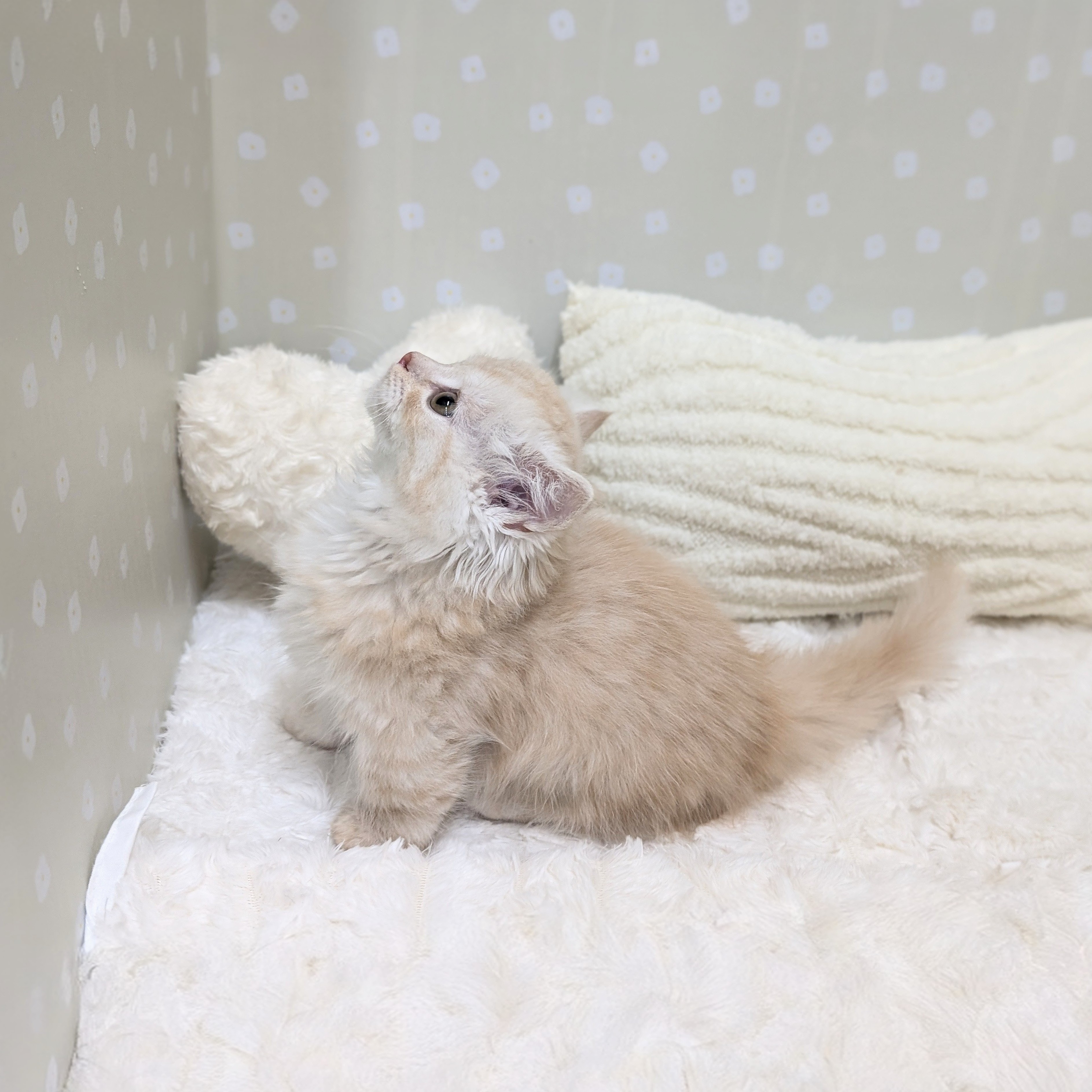 愛知県のマンチカン (犬の家＆猫の里安城店/2026年2月26日生まれ/男の子/シェルクリーム)の子猫の4枚目の画像