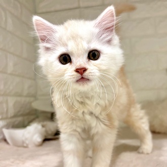 東京都のマンチカン (犬の家＆猫の里新宿店/2026年2月26日生まれ/女の子/シェルクリーム)の子猫の4枚目の画像