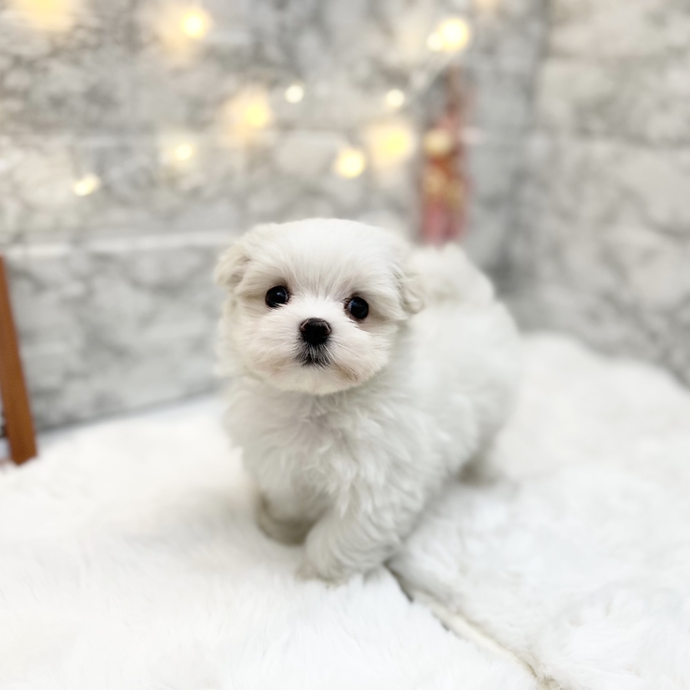 静岡県のマルチーズ (犬の家＆猫の里MEGAドン・キホーテ袋井店/2026年3月1日生まれ/男の子/ホワイト)の子犬の4枚目の画像