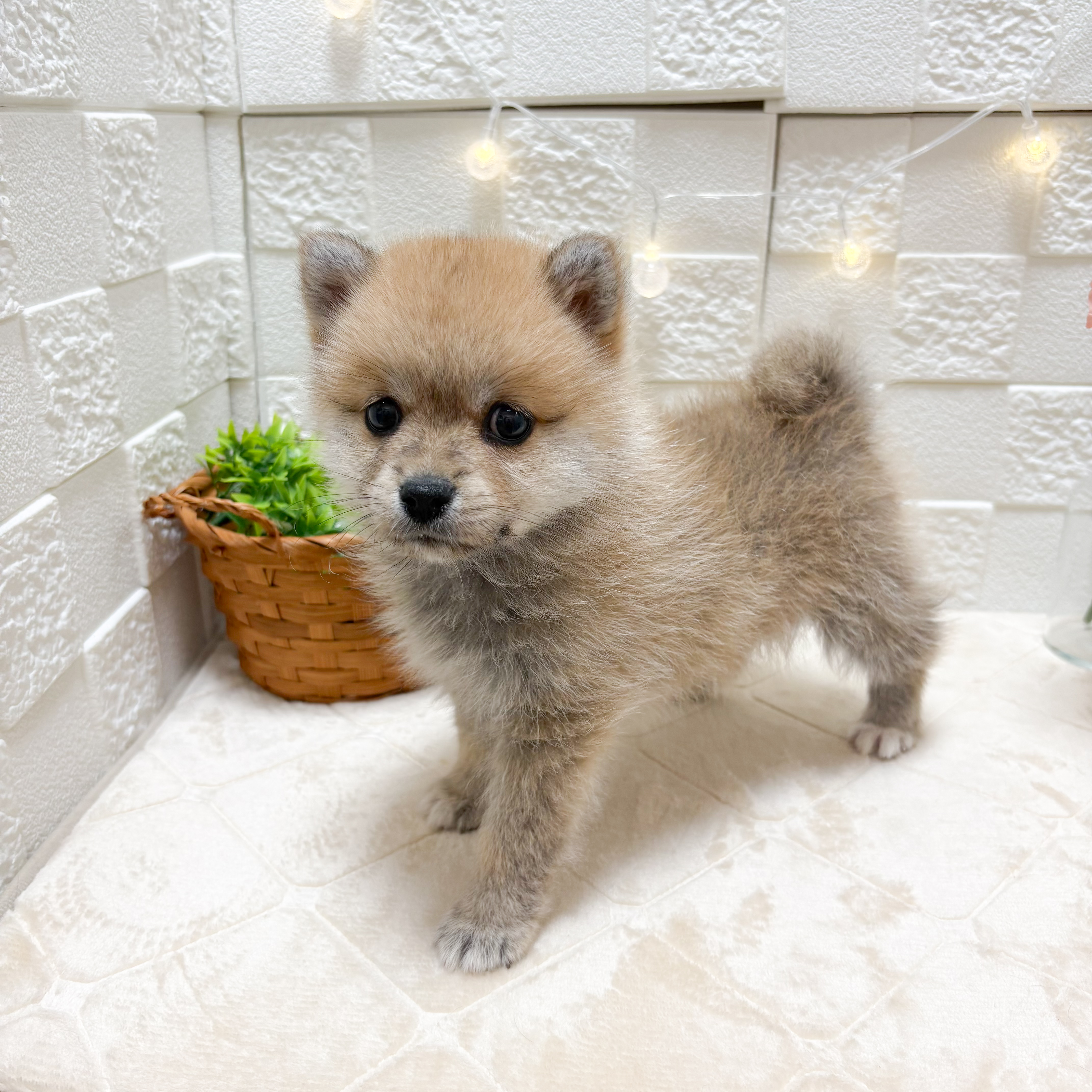 東京都のポメ柴/豆ポメ/ポメ豆柴(ポメラニアン×柴犬) (犬の家＆猫の里ペットフォレスト小平店/2026年3月3日生まれ/女の子/赤)の子犬の4枚目の画像