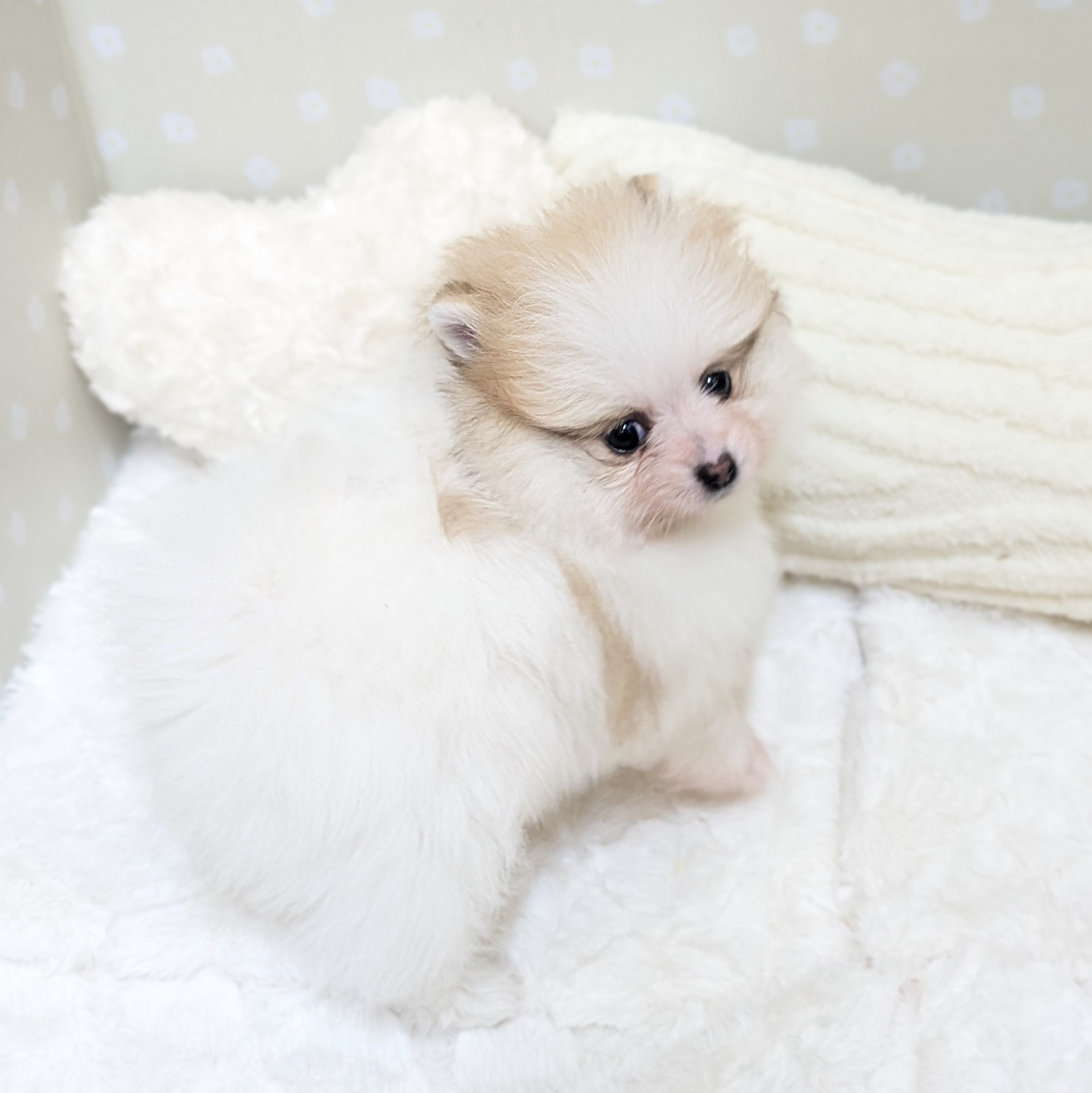 愛知県のポメラニアン (犬の家＆猫の里安城店/2026年3月1日生まれ/女の子/パーティーカラー)の子犬の4枚目の画像