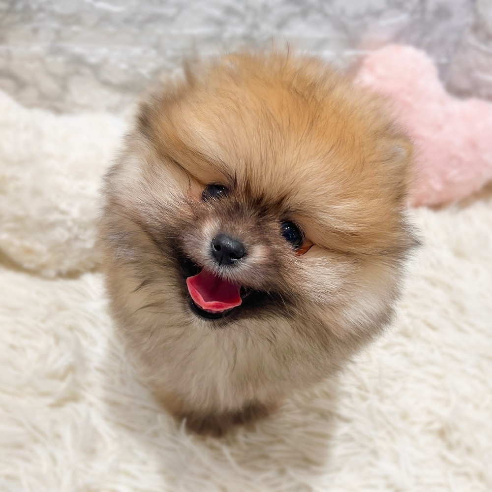 愛知県のポメラニアン (犬の家＆猫の里MiO香久山店/2026年3月1日生まれ/男の子/オレンジ)の子犬の4枚目の画像