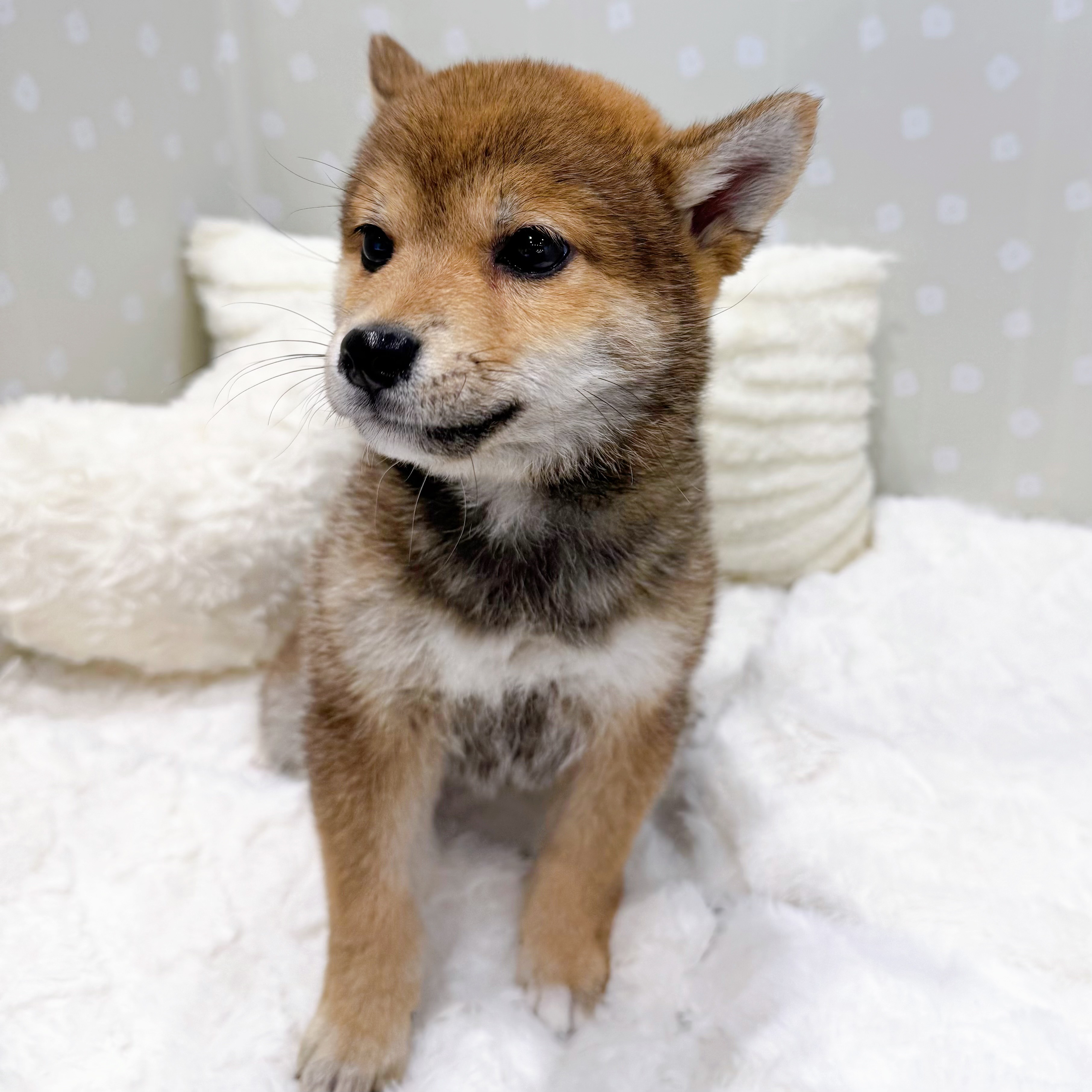 愛知県の豆柴 (犬の家＆猫の里安城店/2026年3月3日生まれ/女の子/赤)の子犬の4枚目の画像
