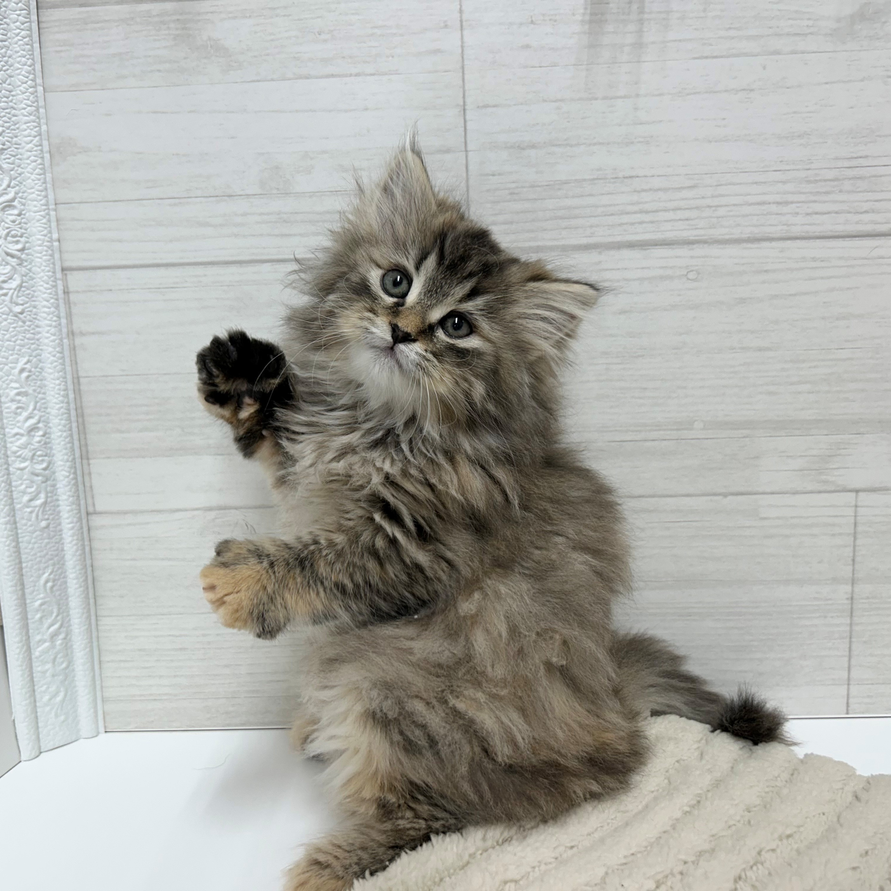 神奈川県のサイベリアン (犬の家＆猫の里相模原店/2026年2月27日生まれ/女の子/ブラウンマッカレルタビー)の子猫の4枚目の画像