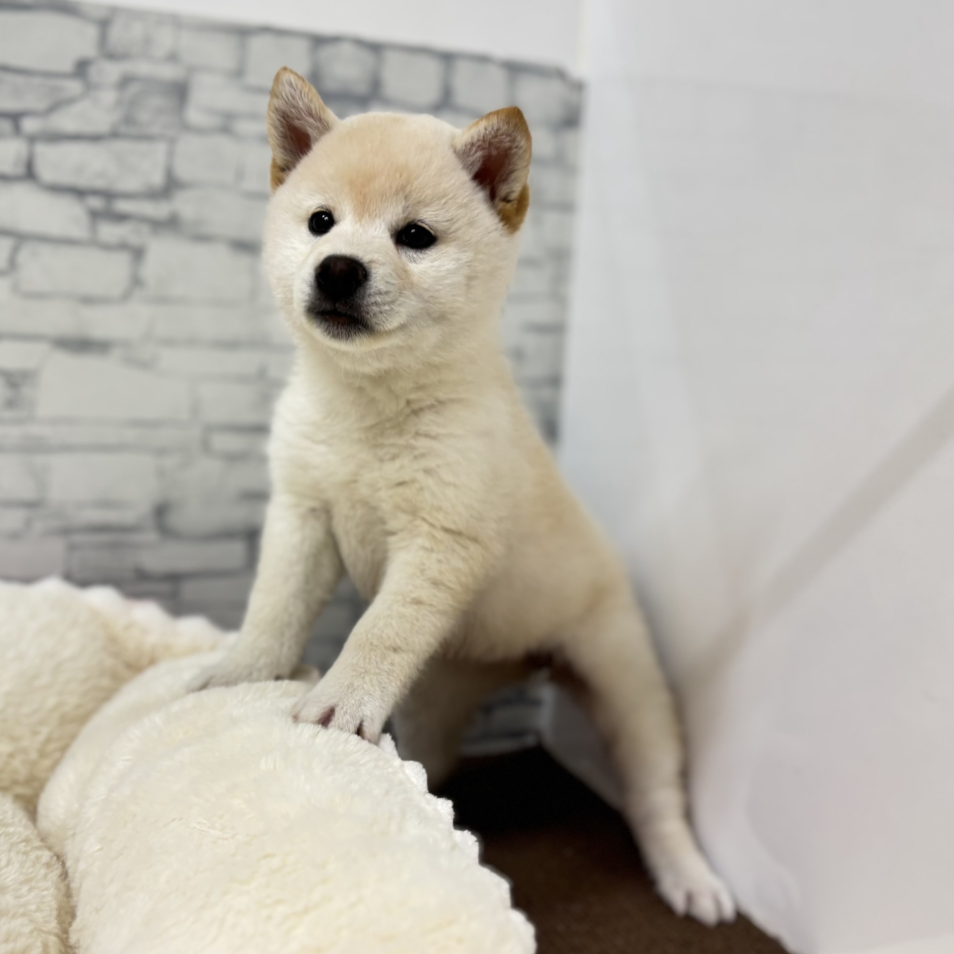 長野県の柴犬(標準サイズ) (犬の家＆猫の里長野店/2026年3月1日生まれ/女の子/白)の子犬の4枚目の画像