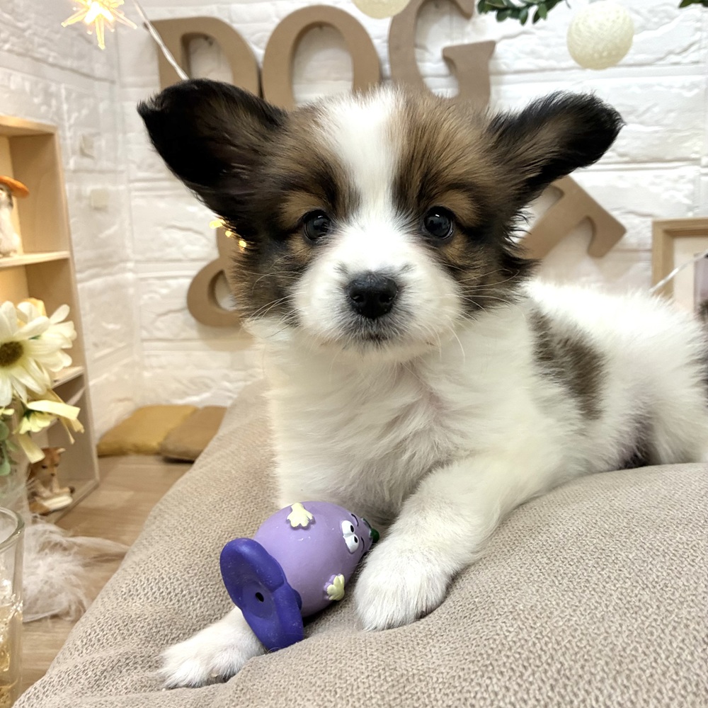 千葉県のパピヨン (犬の家＆猫の里ワンズモール稲毛店/2026年3月3日生まれ/女の子/ホワイトブラウン)の子犬の4枚目の画像