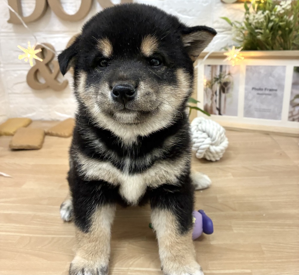 千葉県の柴犬(標準サイズ) (犬の家＆猫の里ワンズモール稲毛店/2026年3月3日生まれ/女の子/黒)の子犬の4枚目の画像