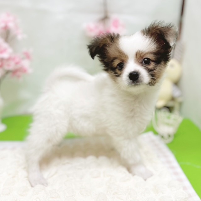 静岡県のパピヨン (犬の家＆猫の里藤枝店/2026年3月3日生まれ/男の子/ホワイトブラウン)の子犬の4枚目の画像