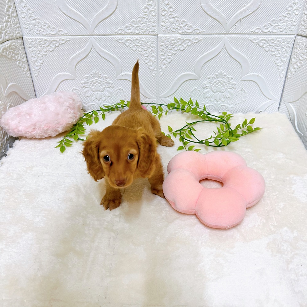 愛知県のカニンヘンダックスフンド(ロング) (犬の家＆猫の里岡崎店/2026年2月28日生まれ/女の子/ゴールド)の子犬の4枚目の画像