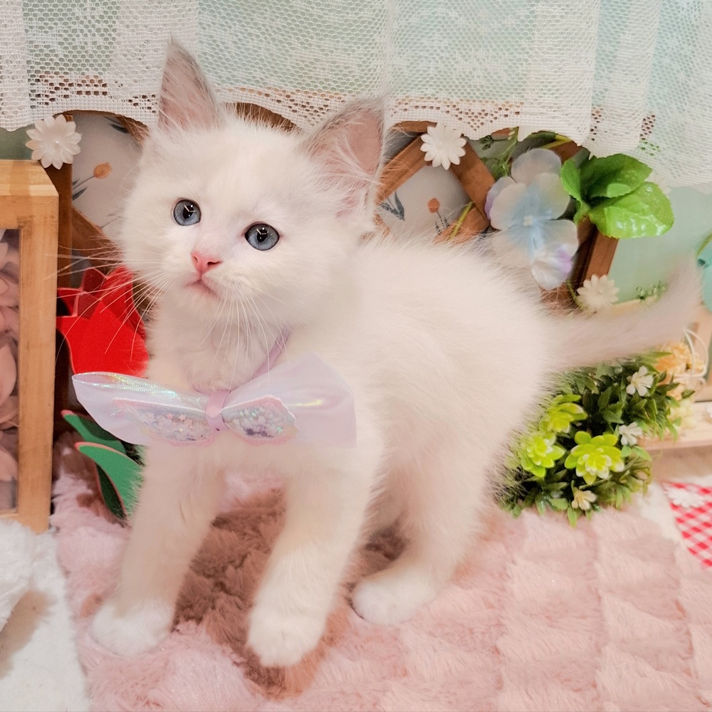 静岡県のラグドール (犬の家＆猫の里富士店/2026年3月3日生まれ/男の子/ブルーポイントバイカラー)の子猫の4枚目の画像