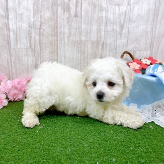 神奈川県のビションフリーゼ (犬の家＆猫の里小田原店/2026年3月3日生まれ/男の子/ホワイト)の子犬の4枚目の画像