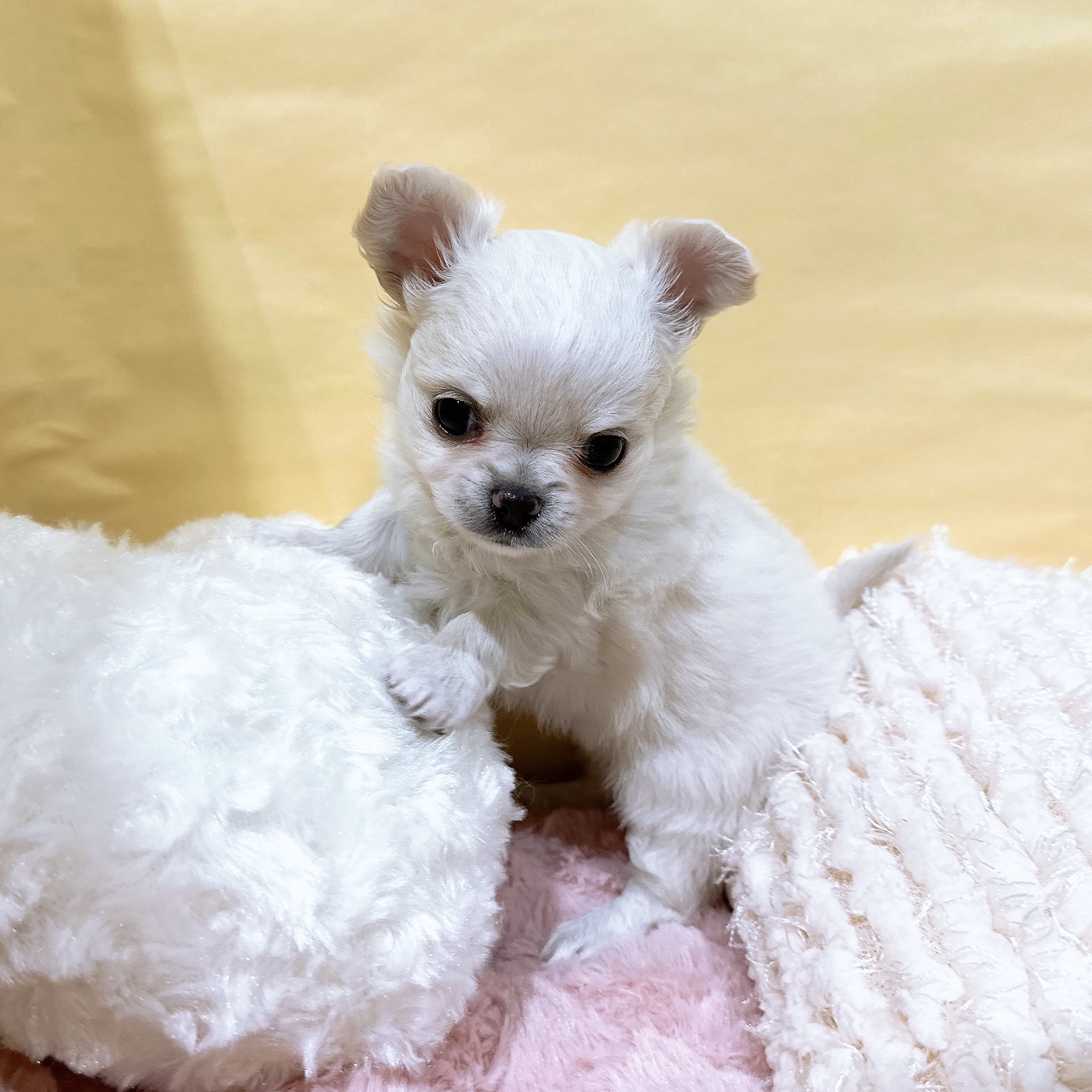 神奈川県のチワワ(ロング) (犬の家＆猫の里元住吉ブレーメン通り店/2026年3月2日生まれ/女の子/クリーム)の子犬の4枚目の画像
