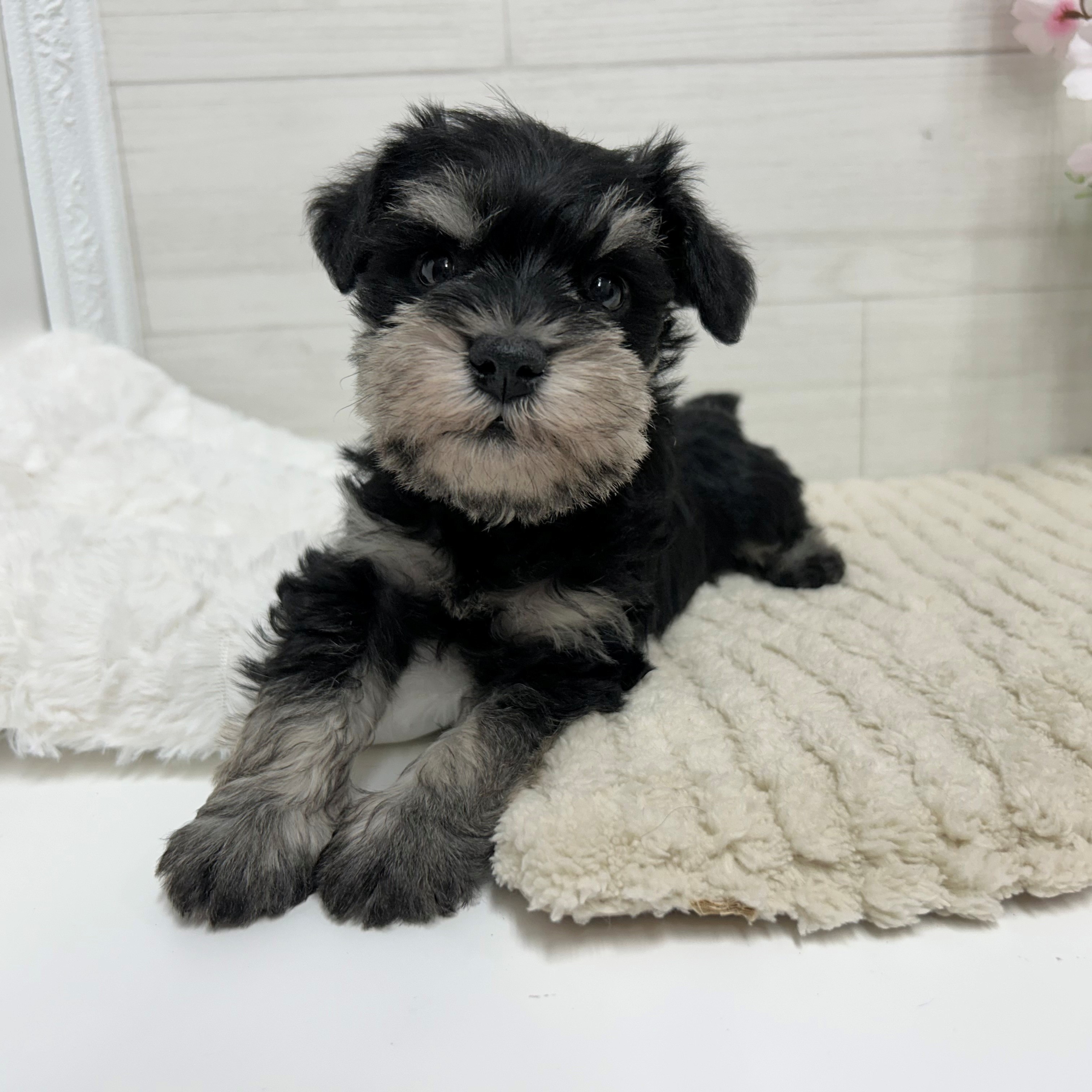 神奈川県のミニチュアシュナウザー (犬の家＆猫の里相模原店/2026年3月2日生まれ/男の子/ブラックシルバー)の子犬の4枚目の画像