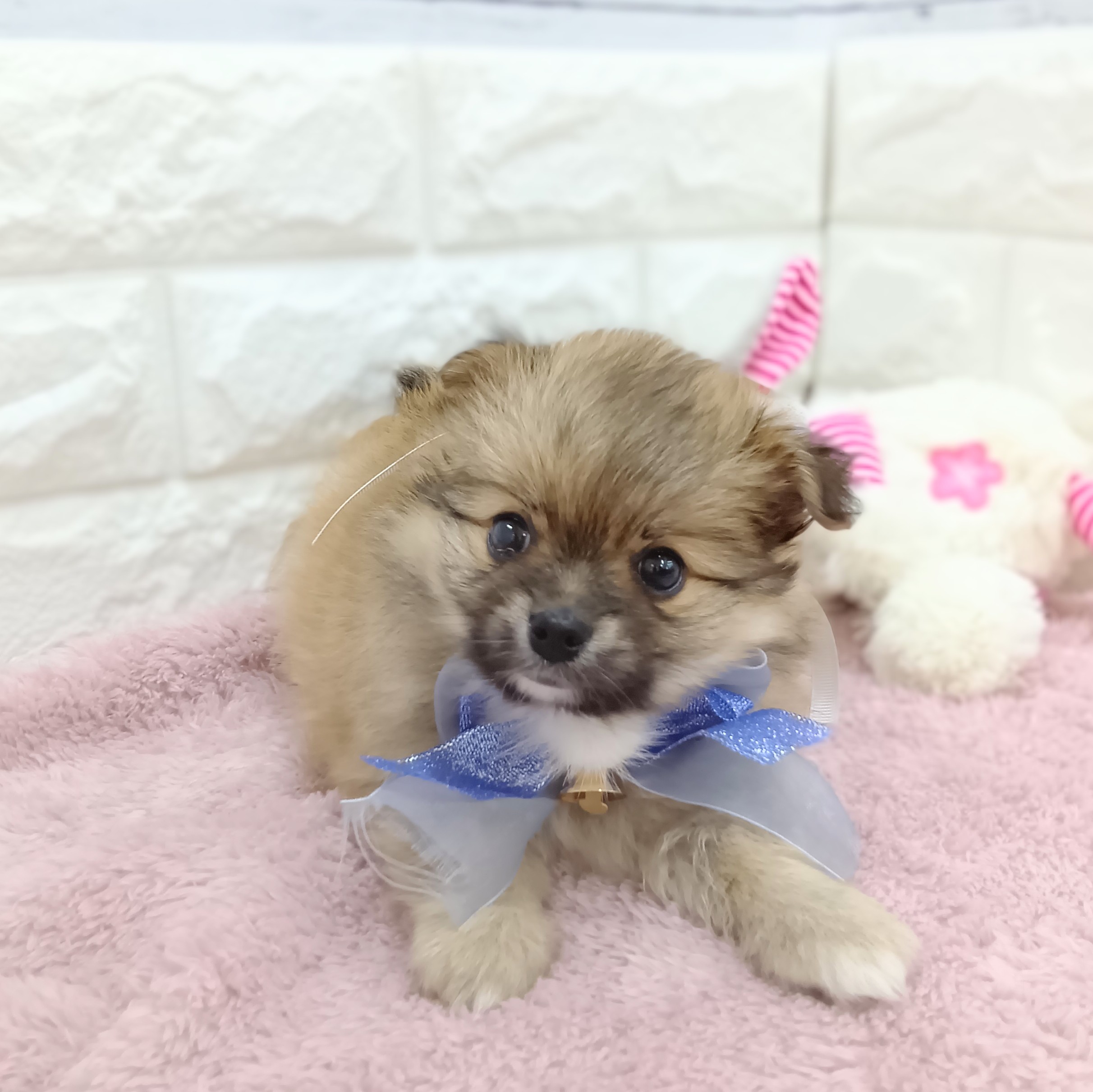 静岡県のポメチワ/チワポメ/ポメチー(ポメラニアン×チワワ) (犬の家＆猫の里アミーゴ浜松和田店/2026年3月3日生まれ/男の子/オレンジ)の子犬の4枚目の画像