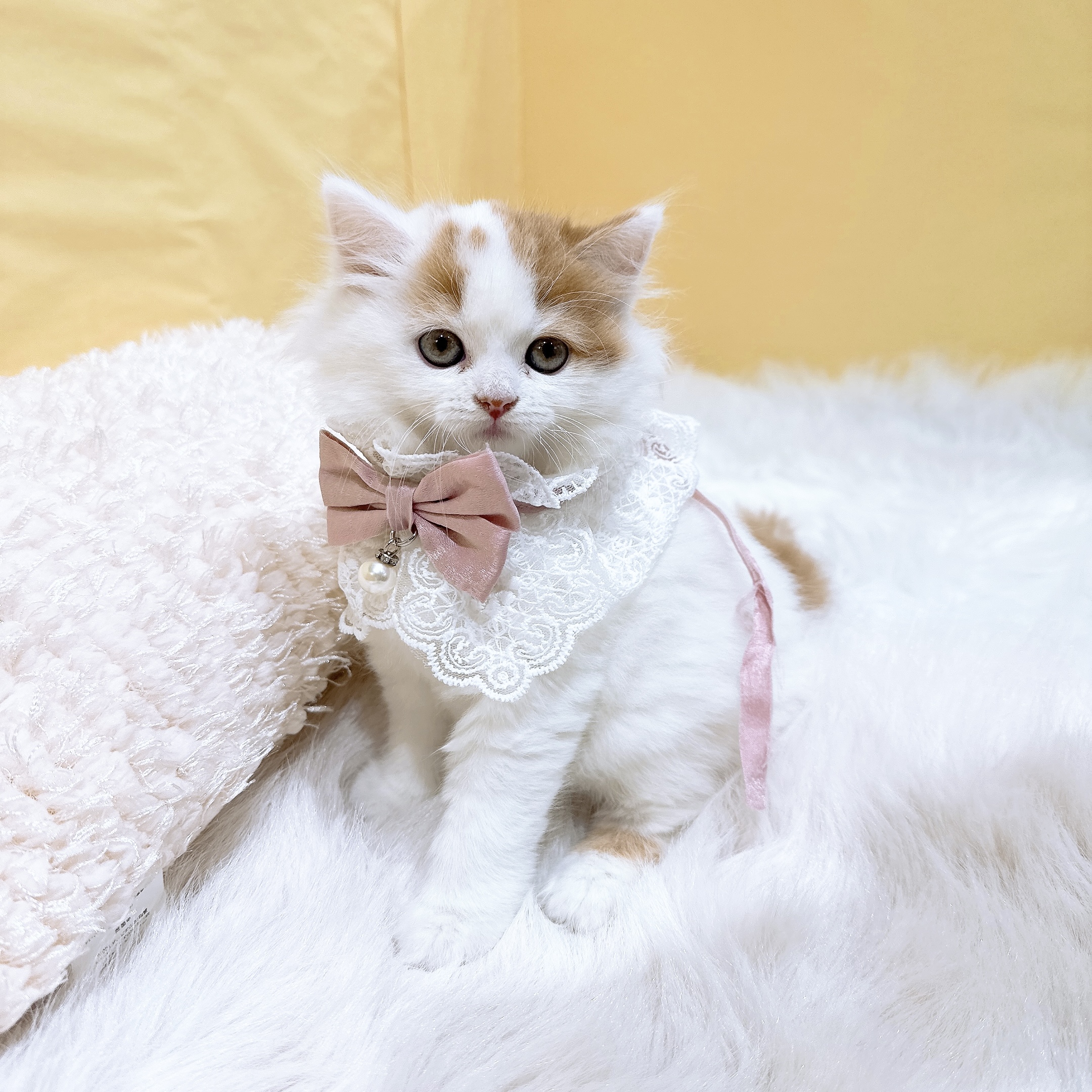 神奈川県のスコティッシュフォールド (犬の家＆猫の里元住吉ブレーメン通り店/2026年3月2日生まれ/女の子/レッドタビーホワイトバン)の子猫の4枚目の画像