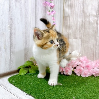 神奈川県のミヌエット (犬の家＆猫の里小田原店/2026年3月3日生まれ/女の子/キャリコ)の子猫の4枚目の画像