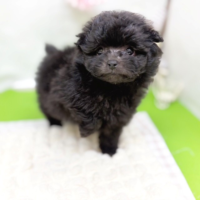 静岡県のポメプー(ポメラニアン×プードル) (犬の家＆猫の里藤枝店/2026年3月2日生まれ/男の子/ブラック)の子犬の4枚目の画像